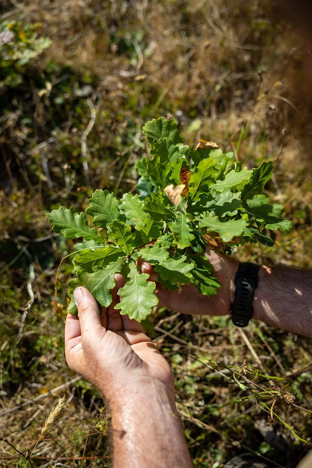Someone holding oak leaves