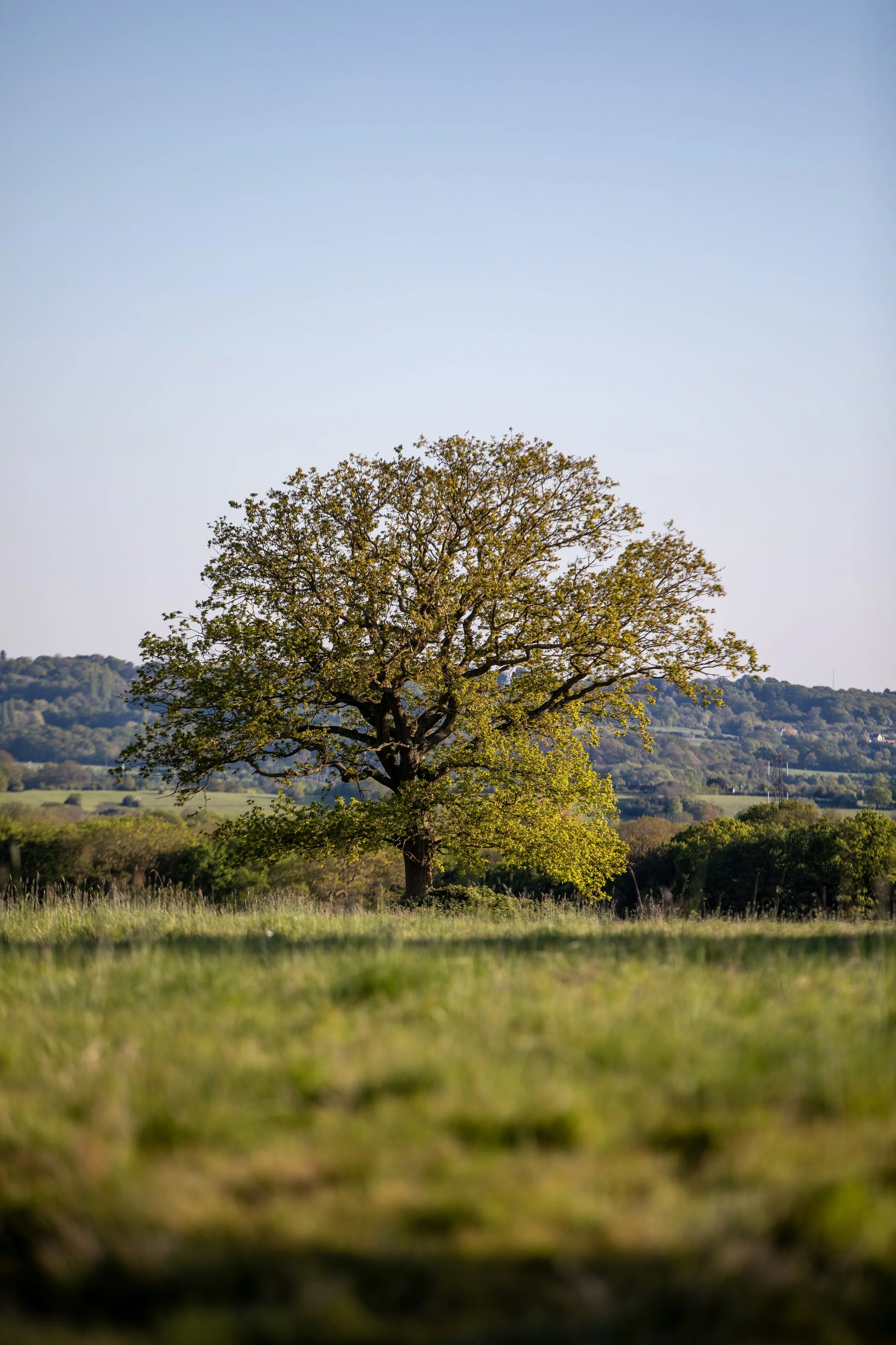 A tree in Harold's Park wildland
