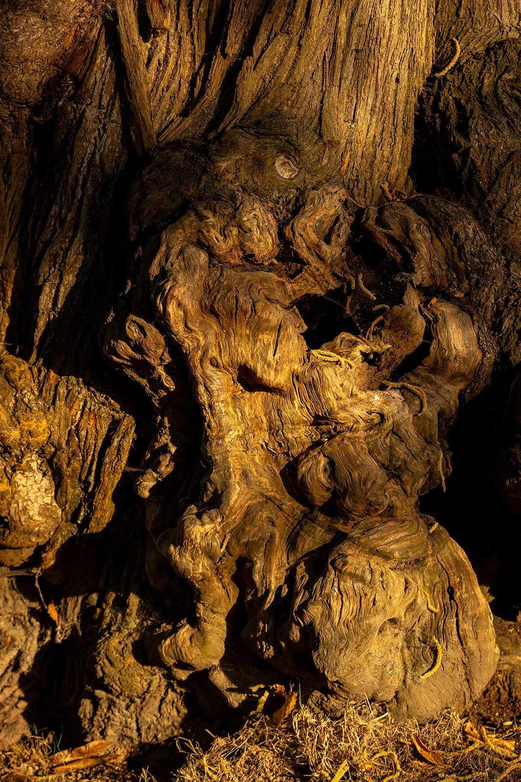 A close up of a tree trunk