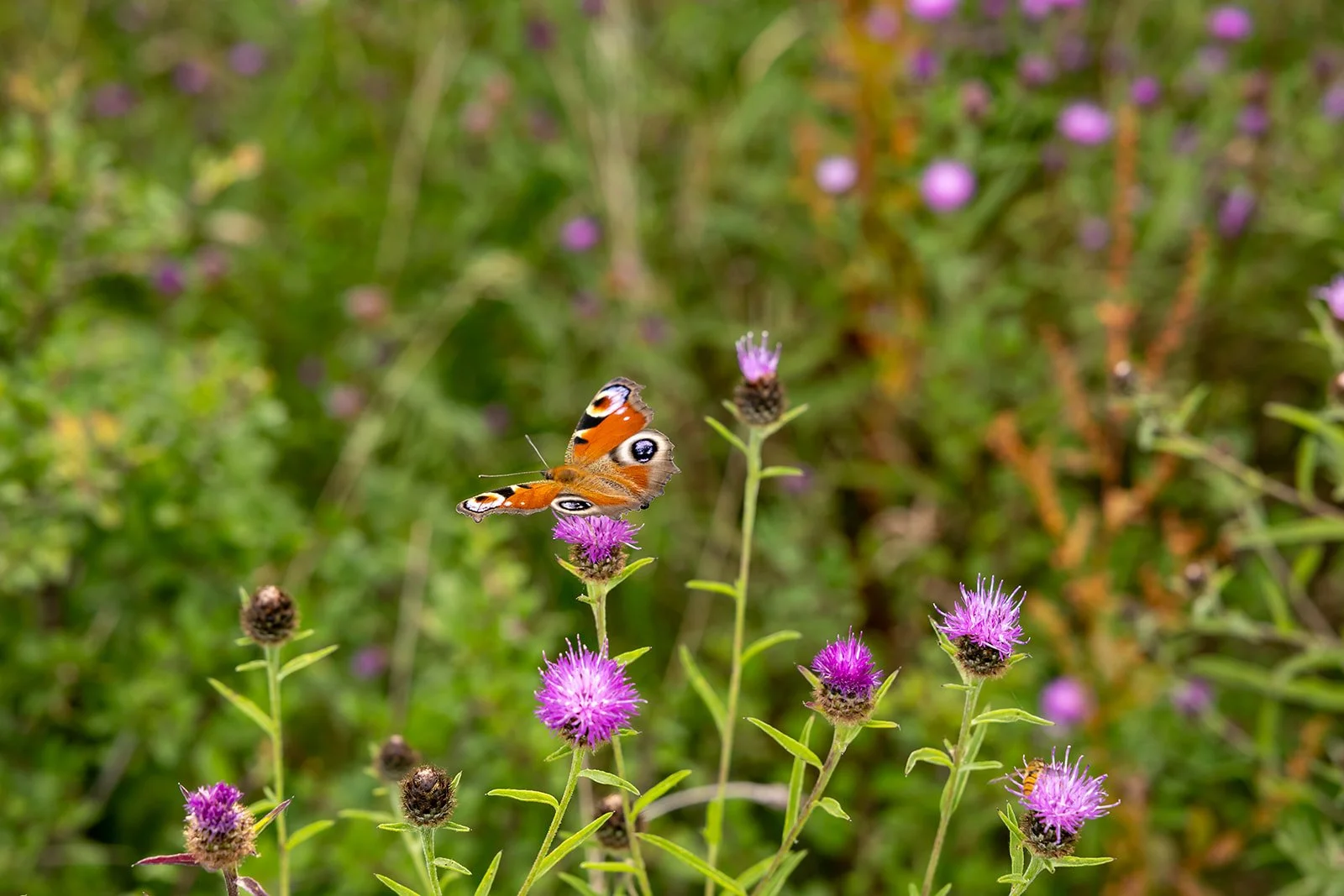 A butterfly on a purple flower