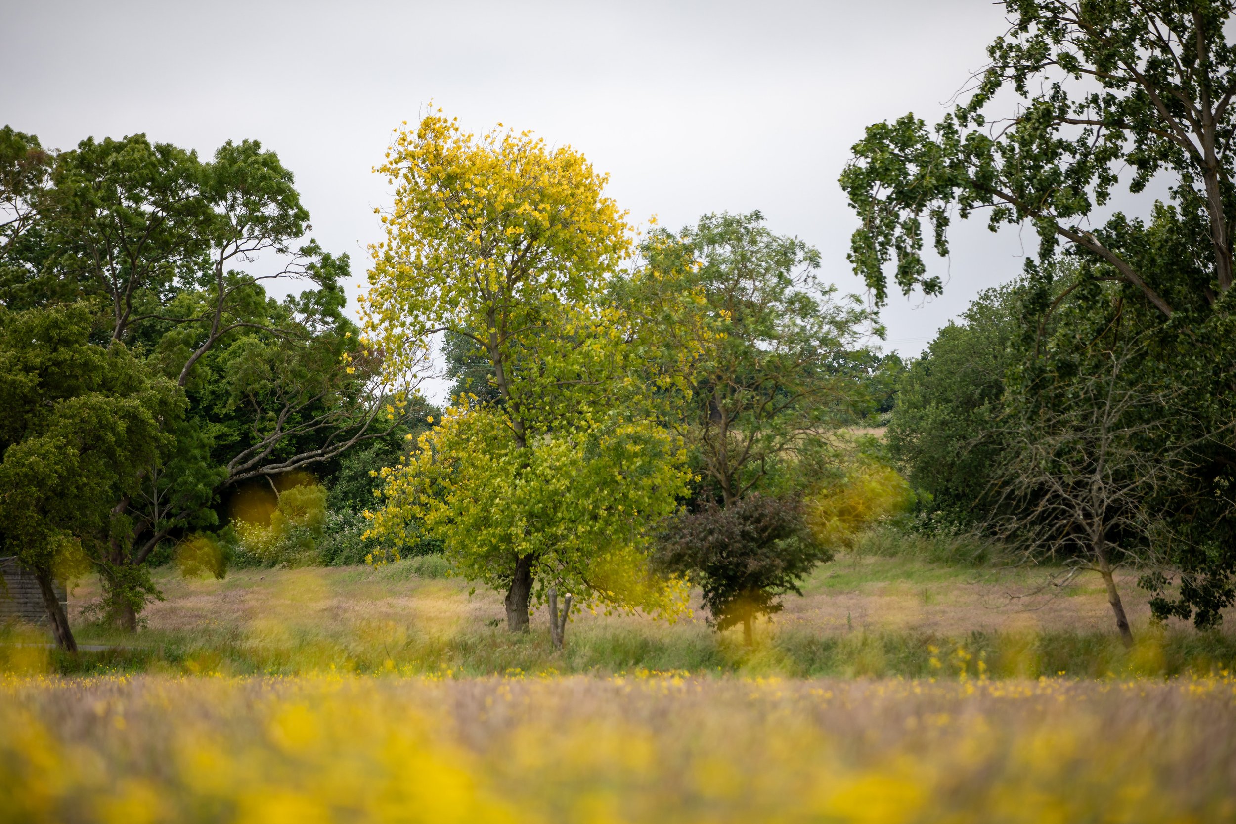 Harold's Park wildland in summer