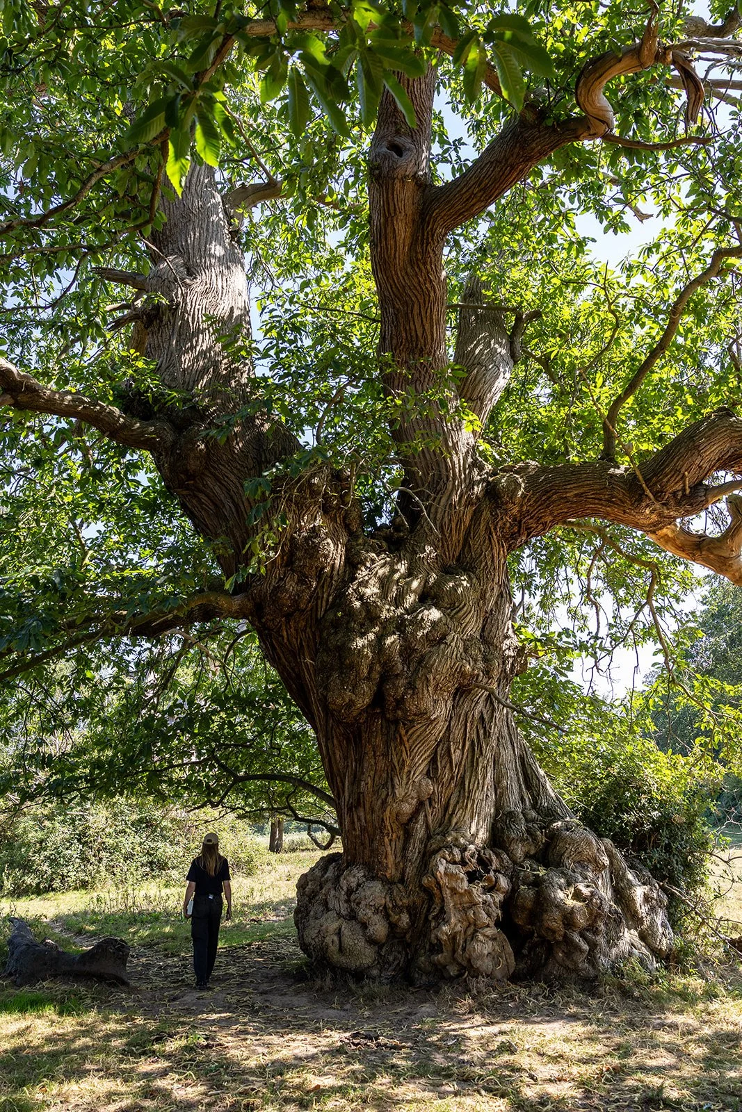 A person looking at a tree at Herstmonceux Estate