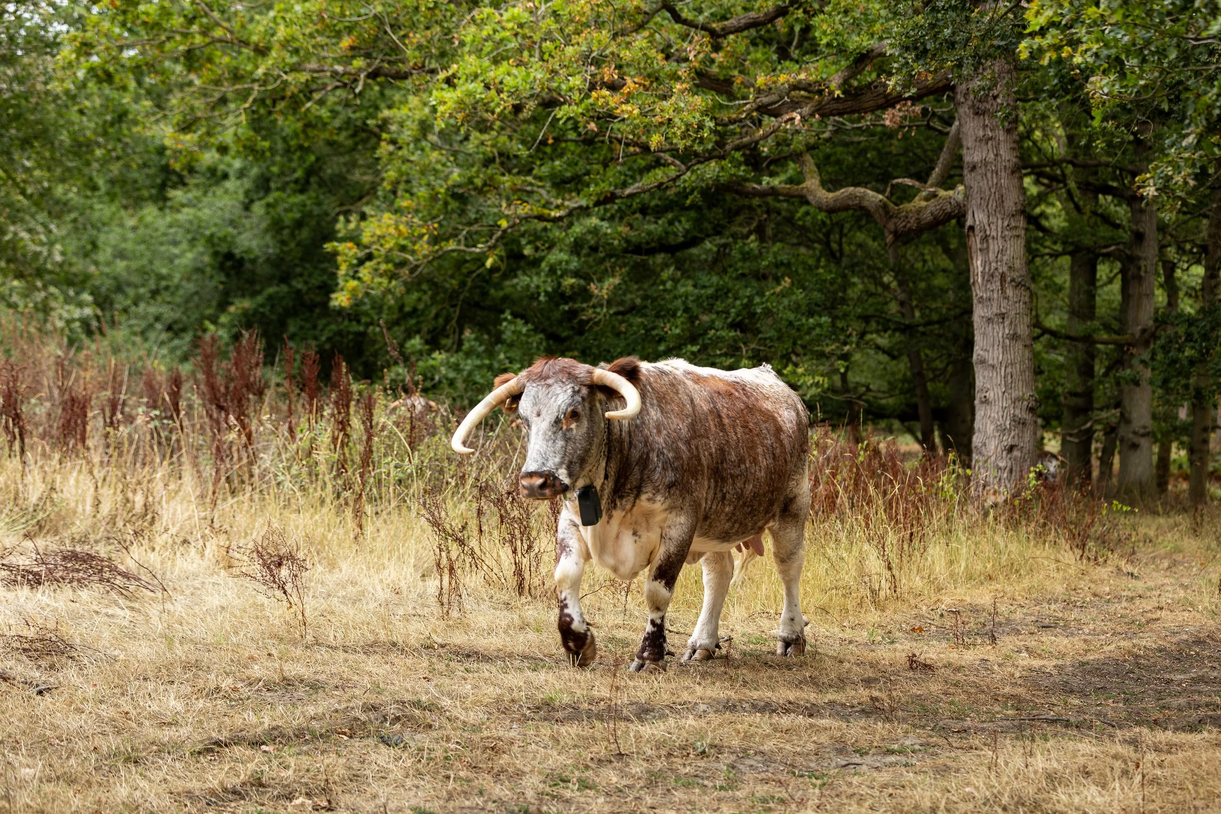 Cow at Harold's Park