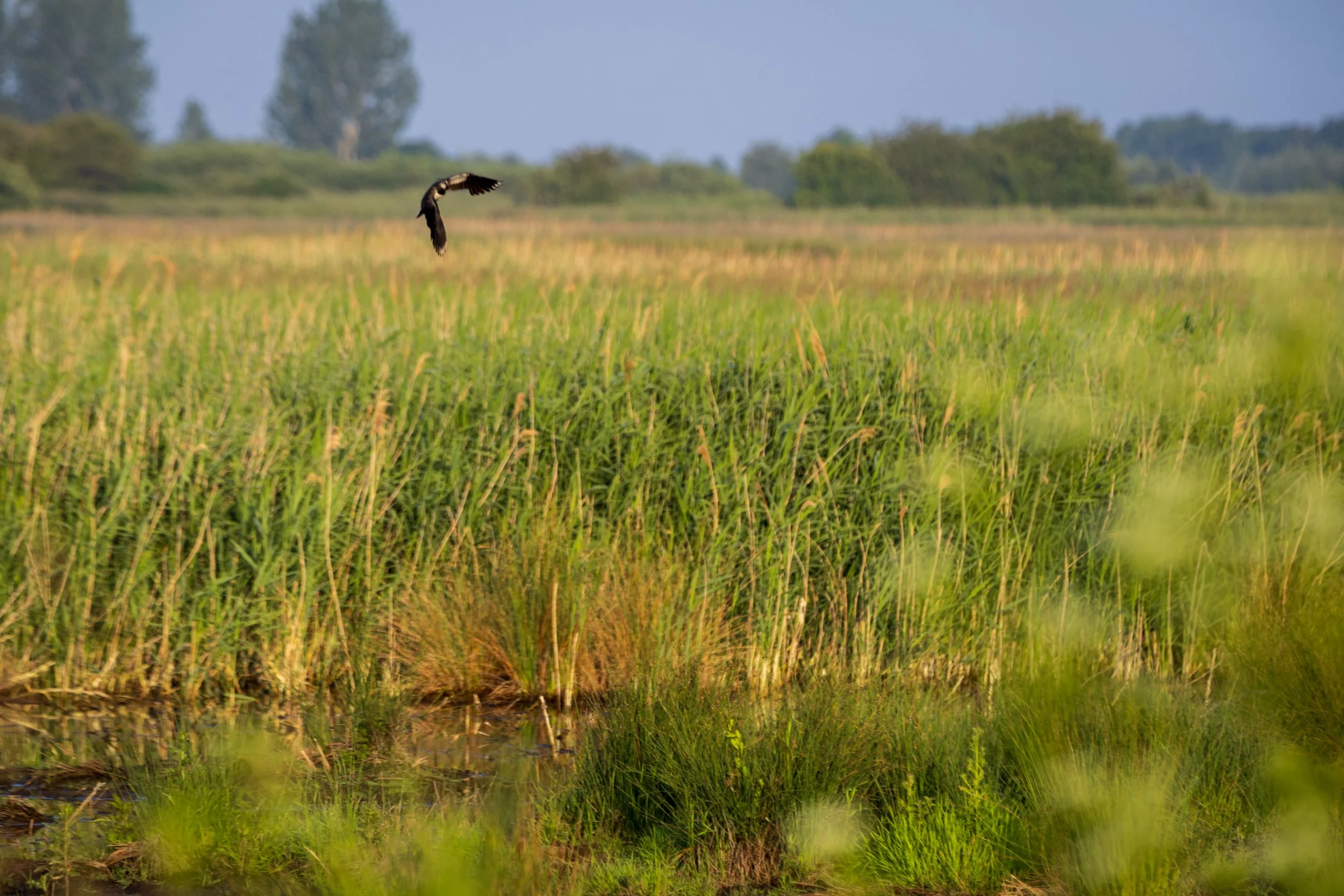 A bird flying over High Fen wildland