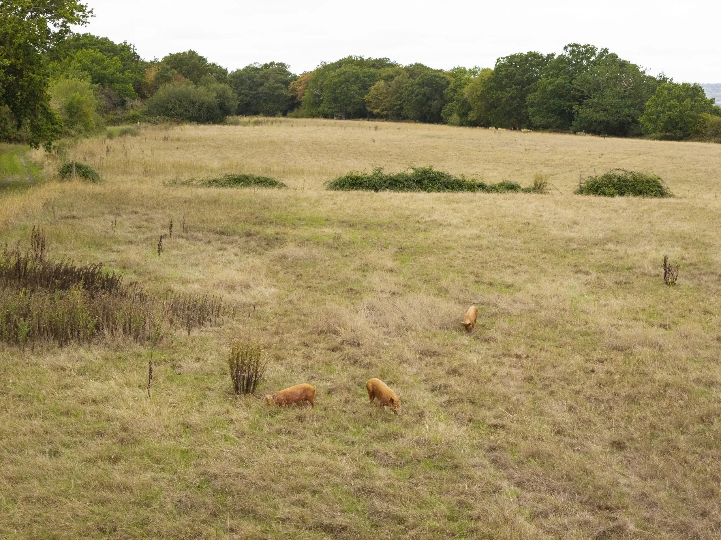 Drone shot of pigs at Harold's Park