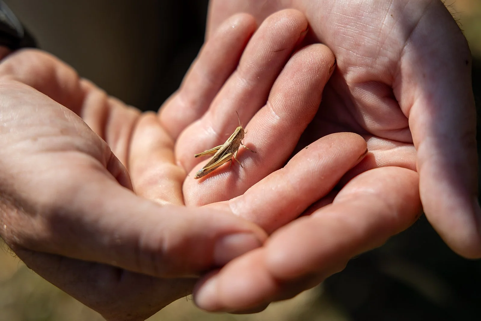 A person holding a grasshoper
