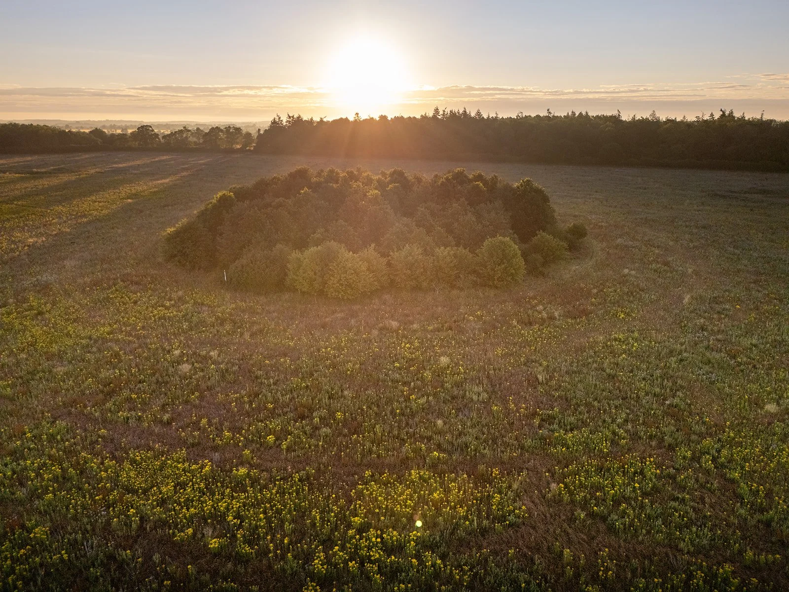 A drone shot of Boothby wildland in summer
