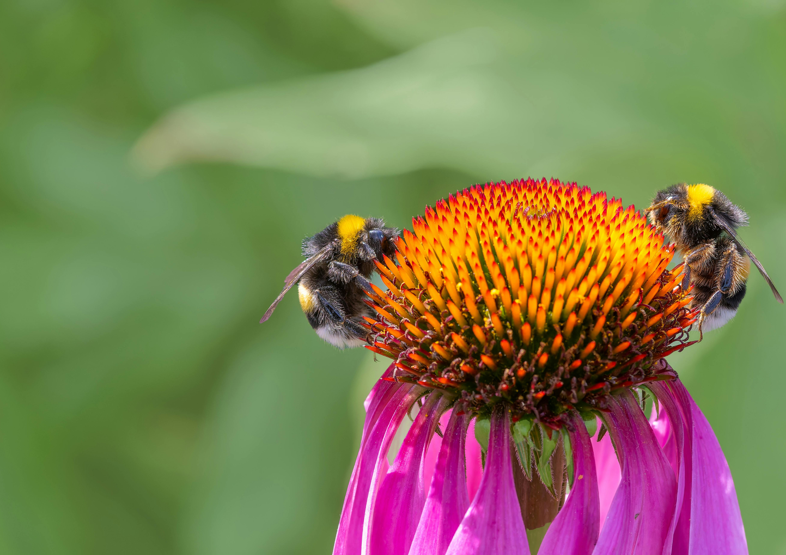 ABOUT SAVING THE BEES — A World With Bees