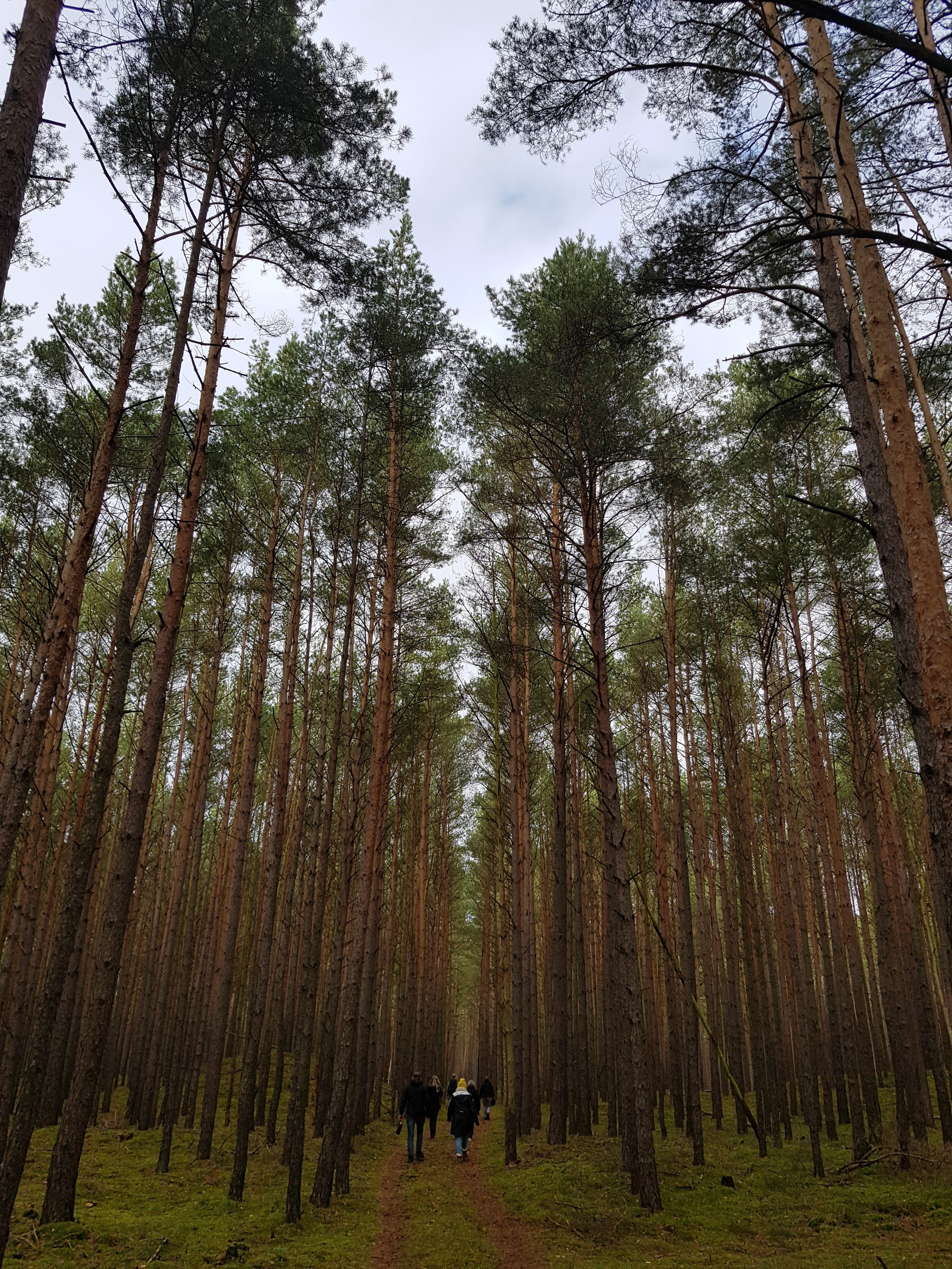 Ein Wald mit hohen Bäumen und Menschen, die auf einem Pfad spazieren gehen.