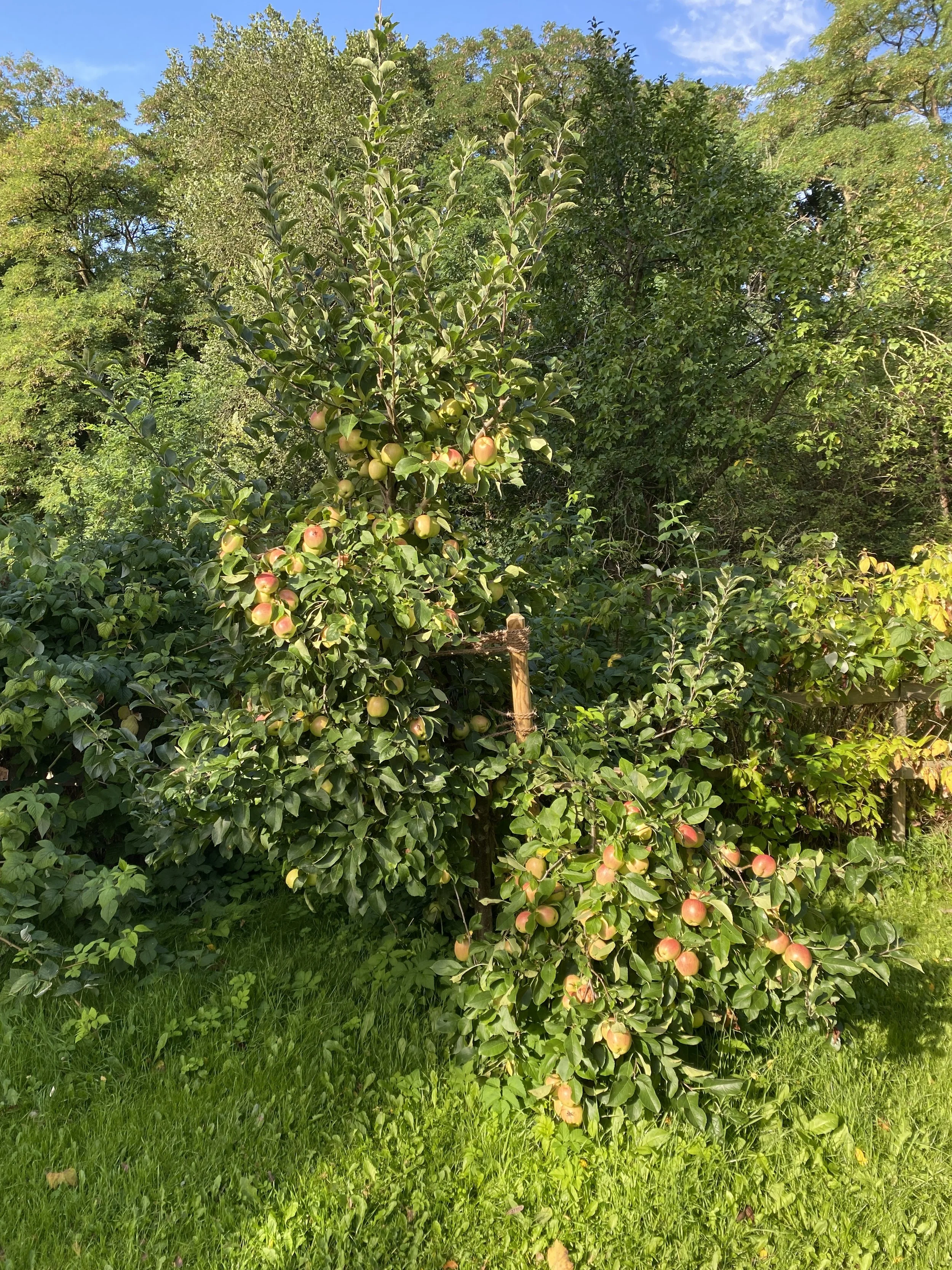 Apfelbaum.JPG