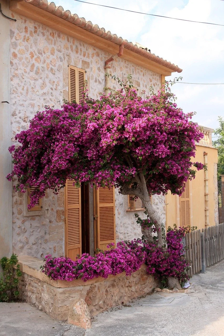 rabe0466-mallorca-76239_1280.jpg