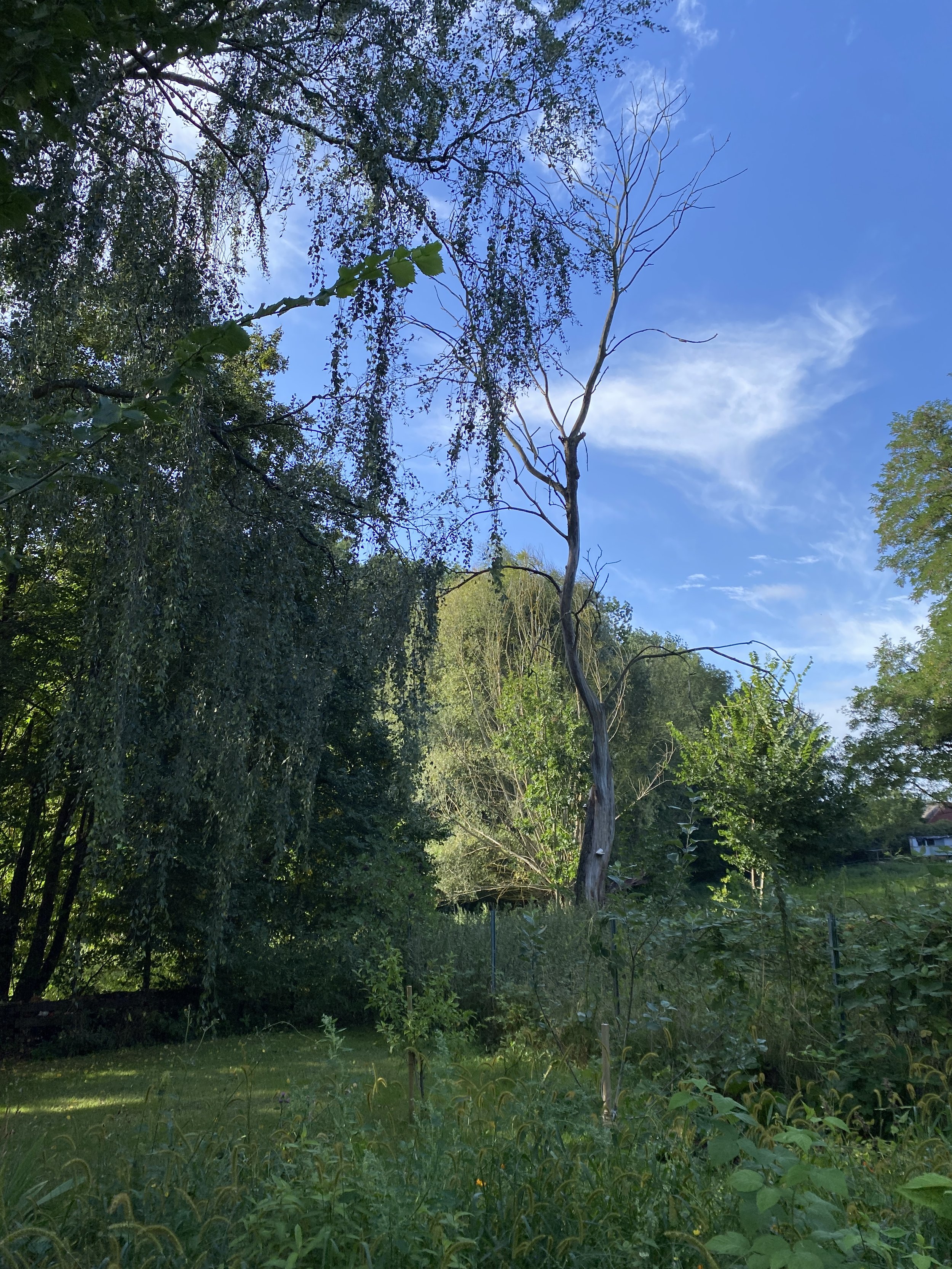 Garten.JPG