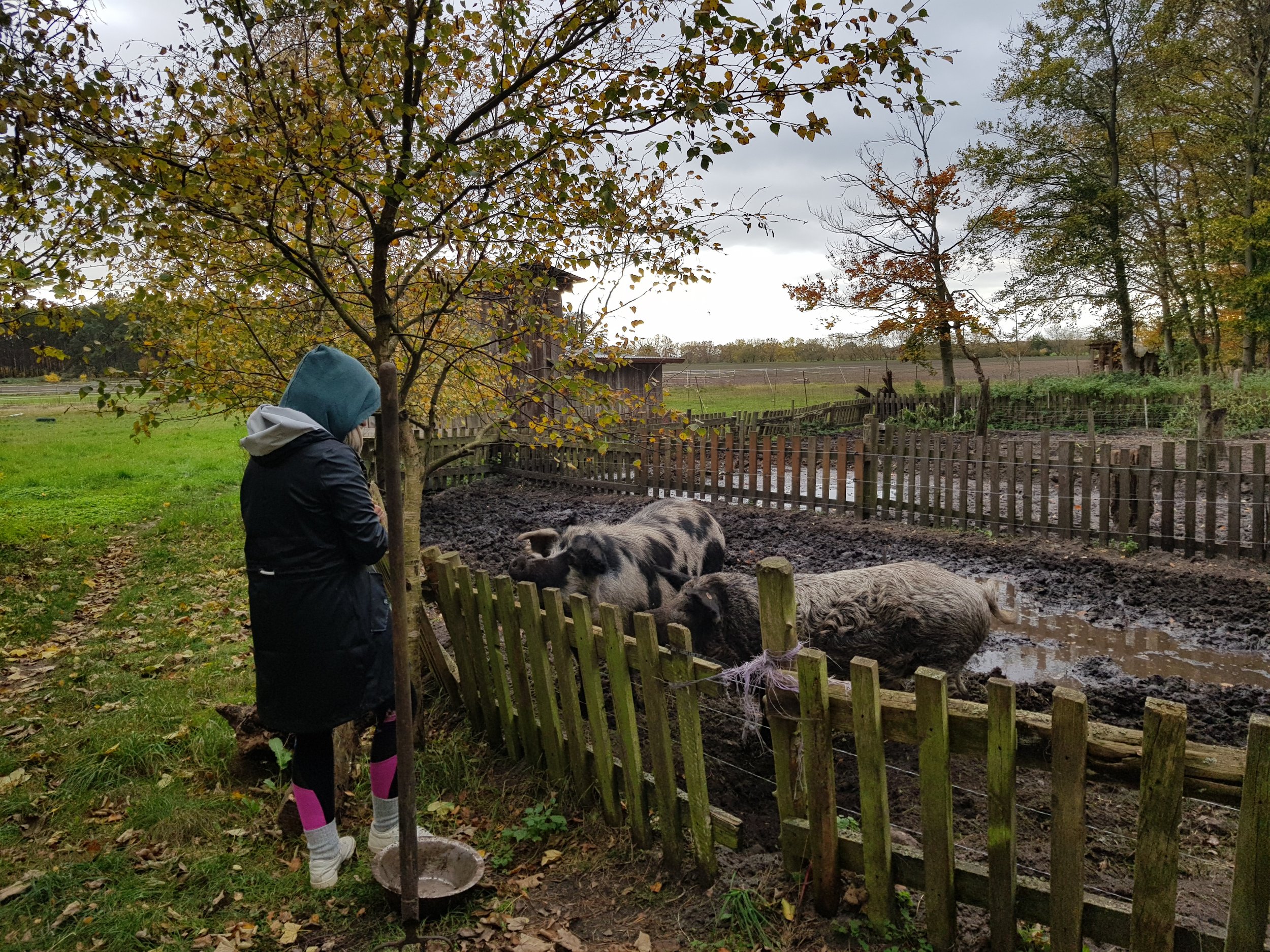 Person steht neben einem Baum und schaut auf ein Schweinegehege mit mehreren Schweinen im Matsch. Die Umgebung ist ländlich mit Gras und Bäumen.