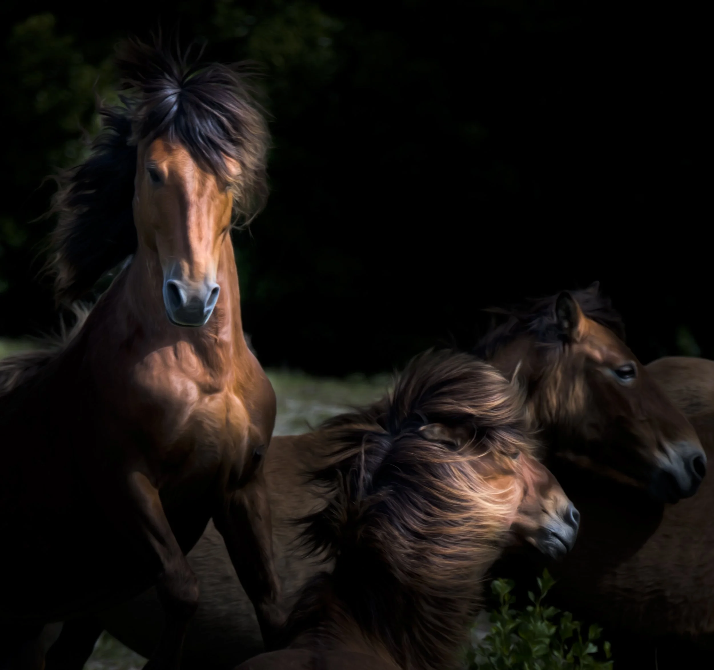 Stalion_Smart Object-1-Edit.jpg