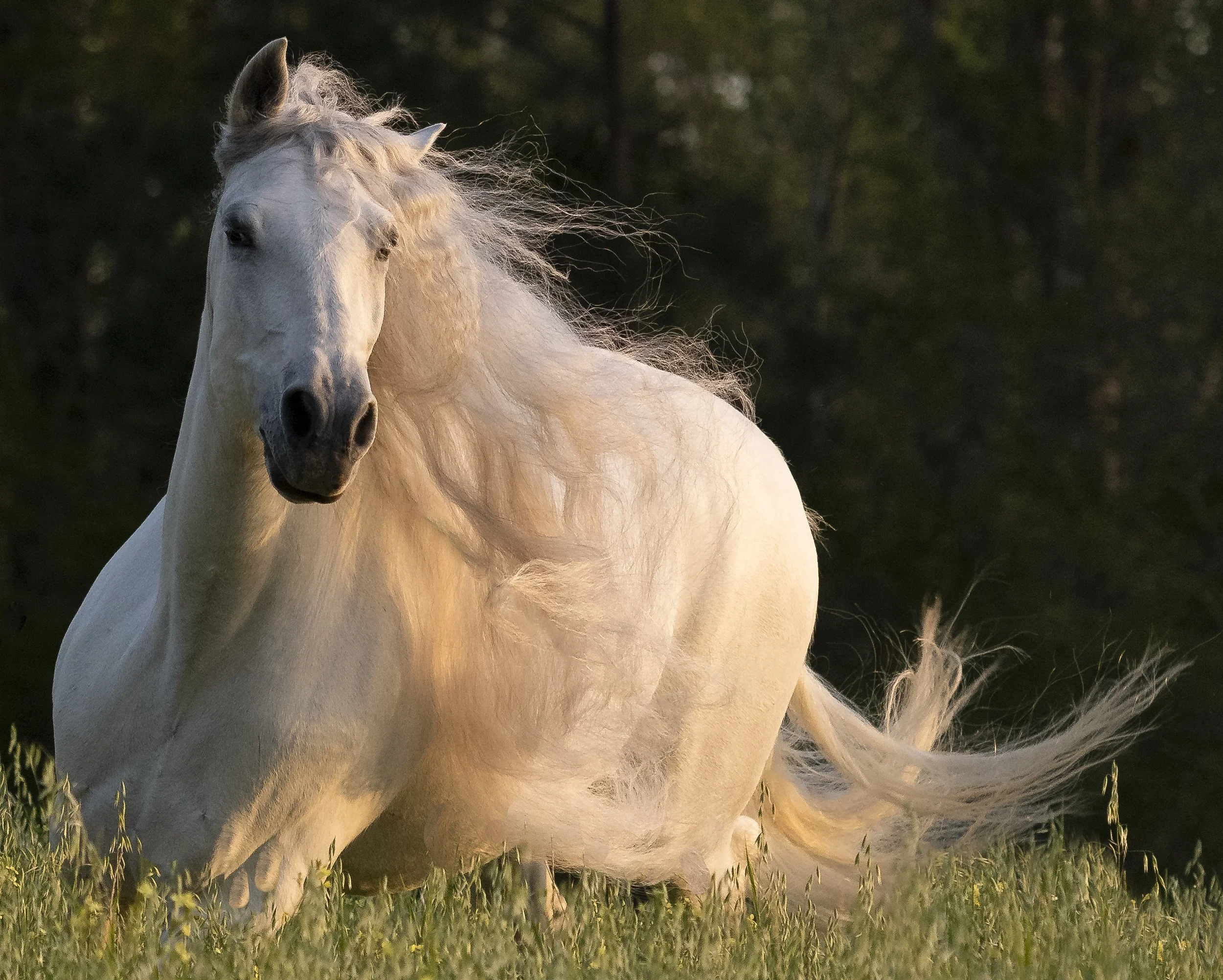 FL-Horses-10.jpg