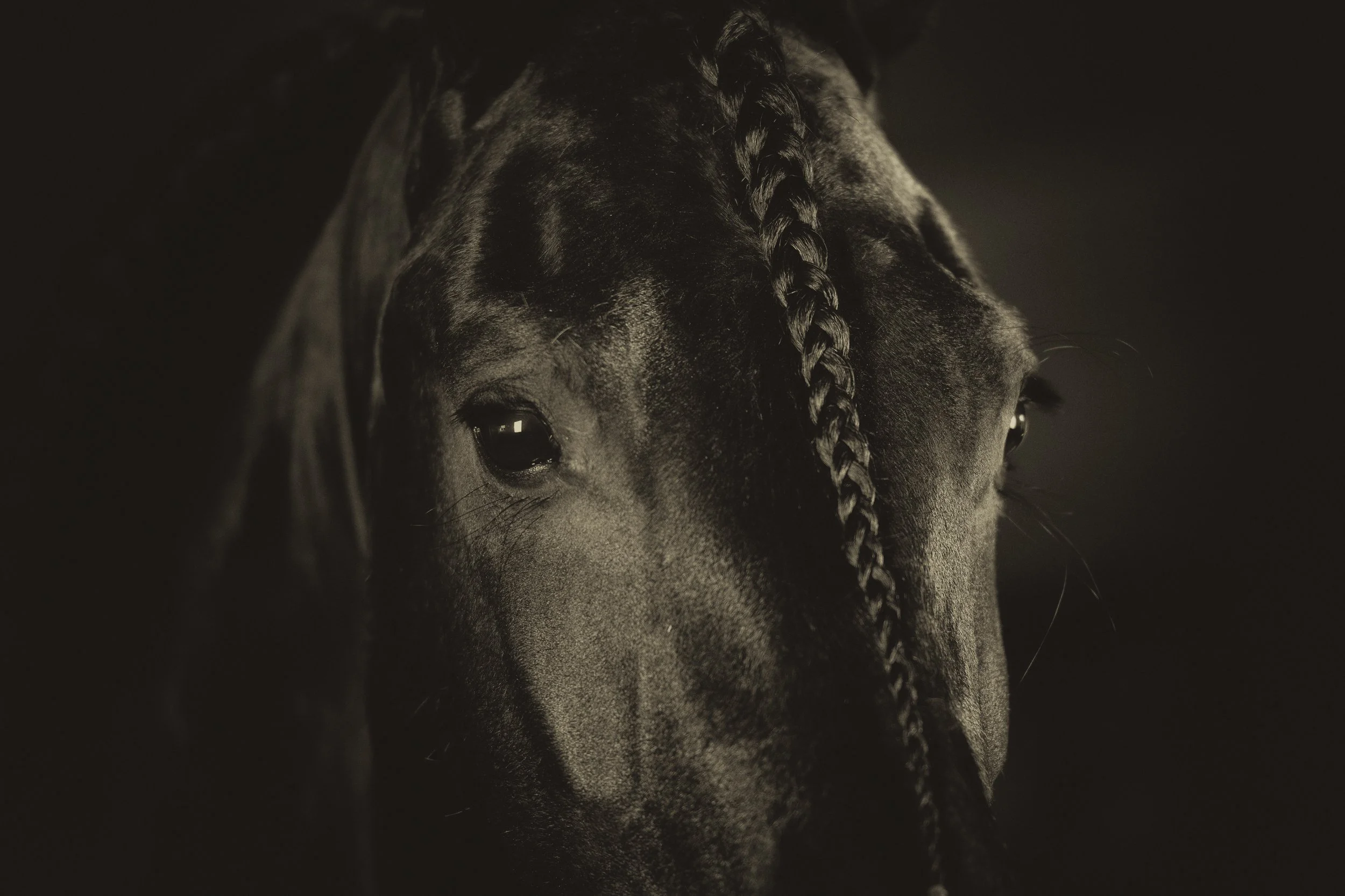 FL-Horses-7.jpg