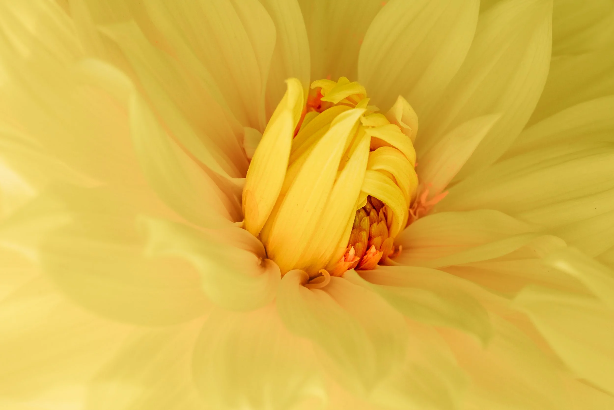 Flowers-10.jpg