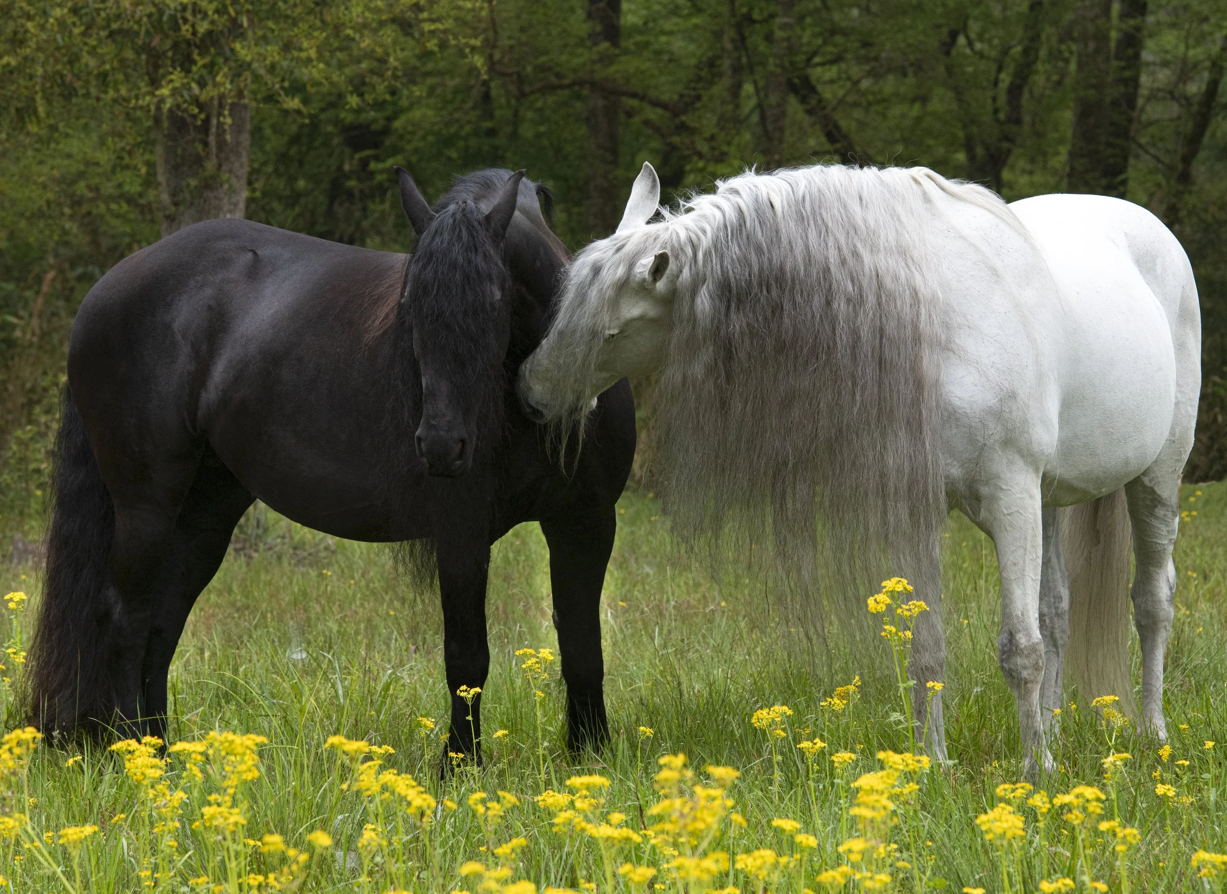 FL-Horses-5.jpg