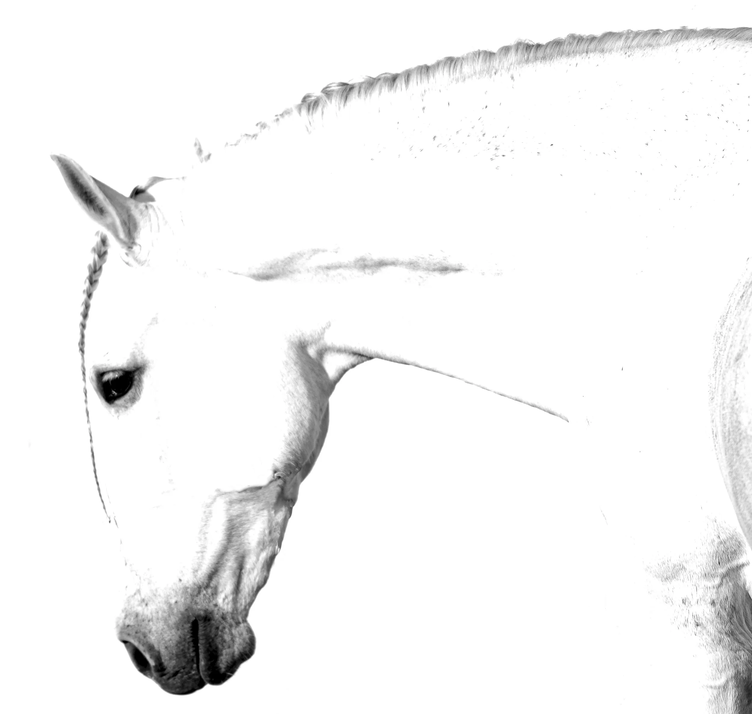 FL-Horses-12.jpg
