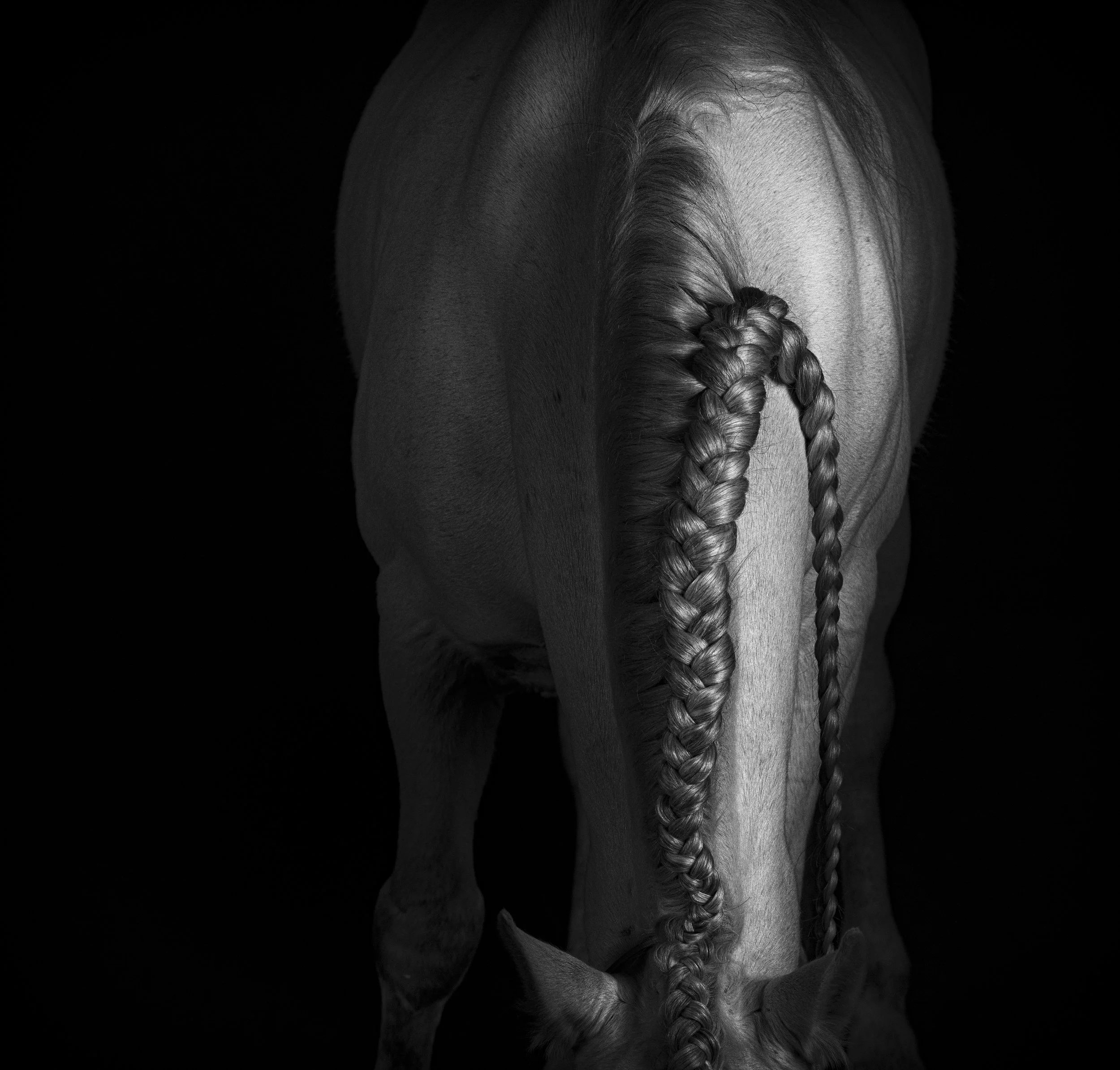FL-Horses-8.jpg