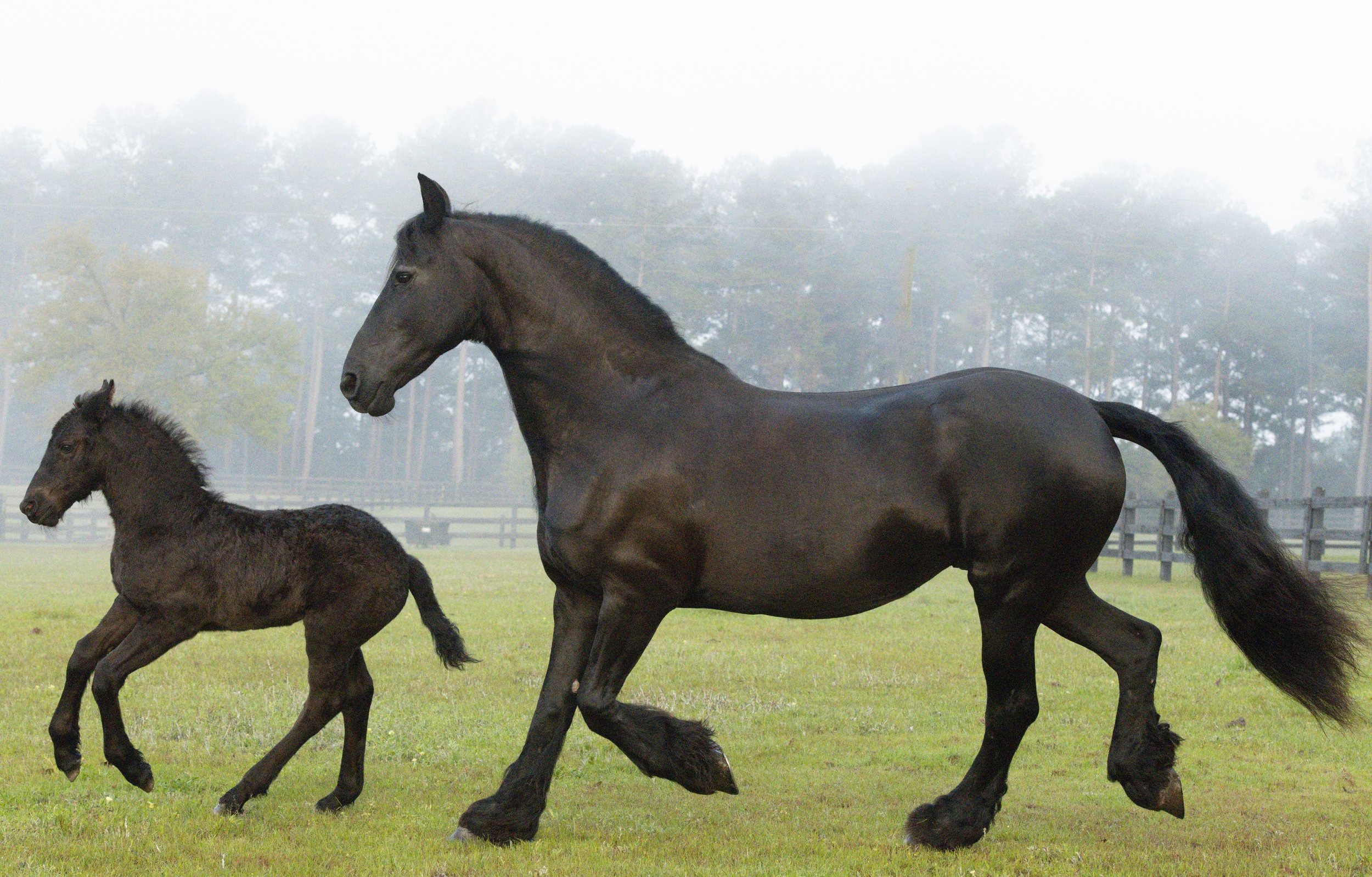 FL-Horses-3.jpg