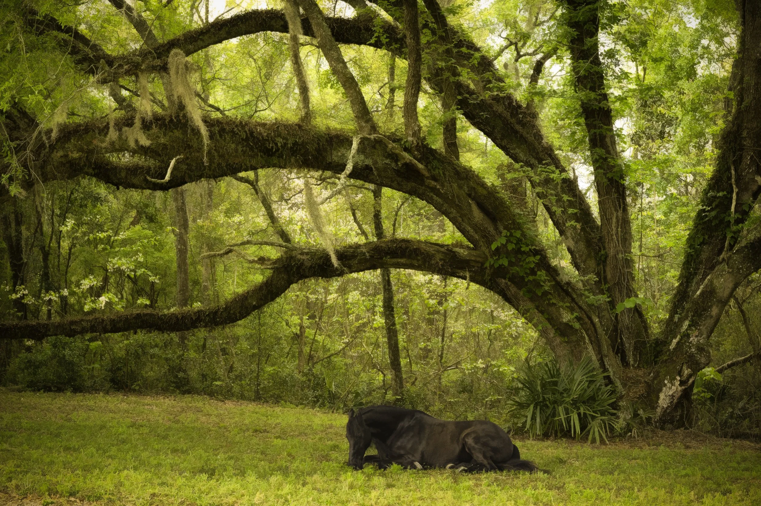 Andulisian Under Tree.jpg