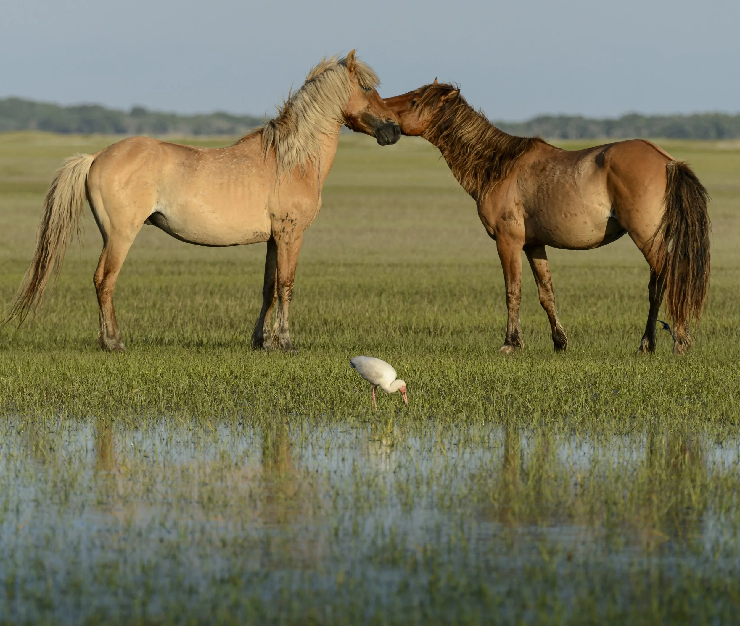 Carott Island Friends.jpg
