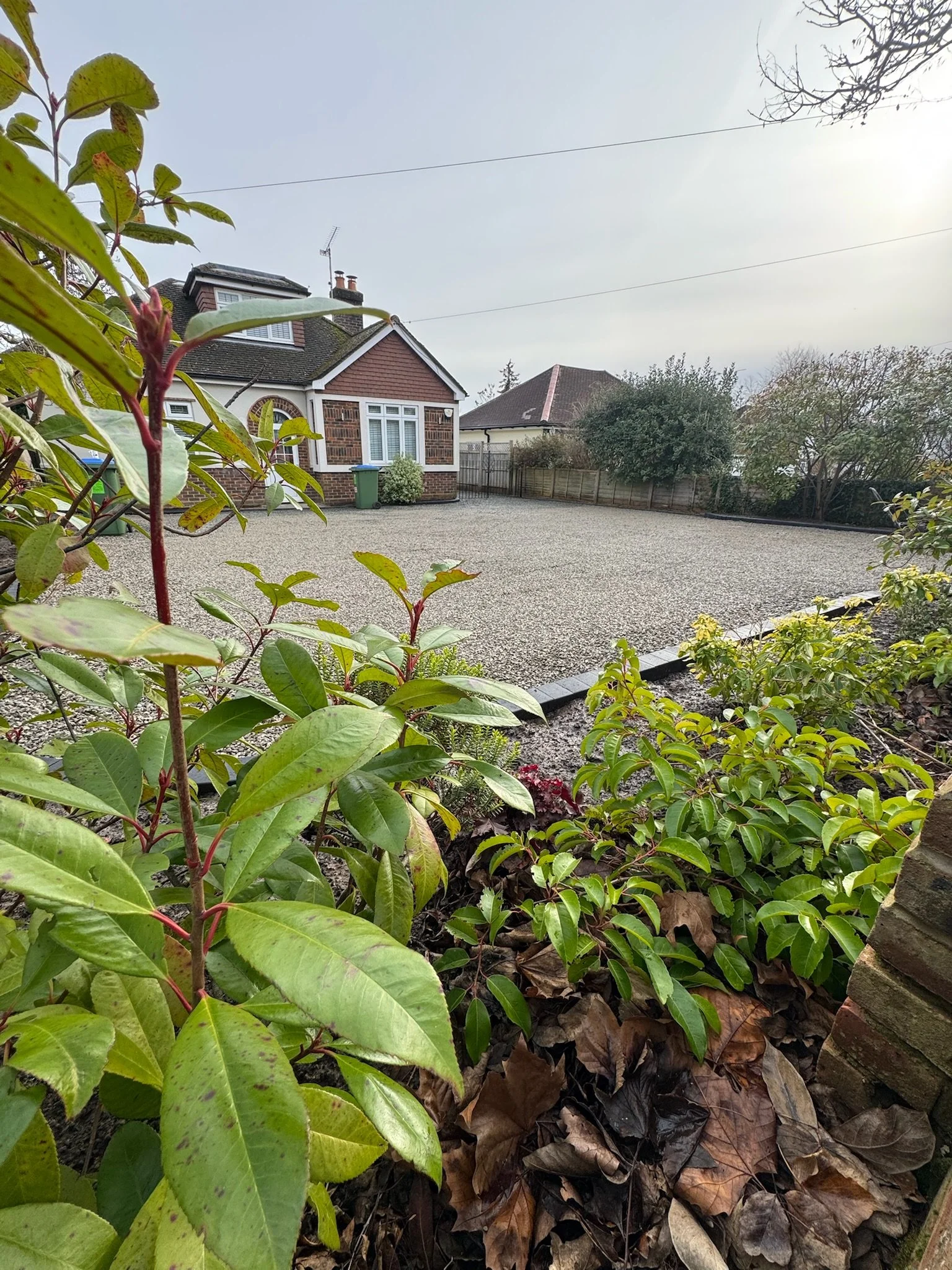 Drive whelan lakeland grey through plants.JPG