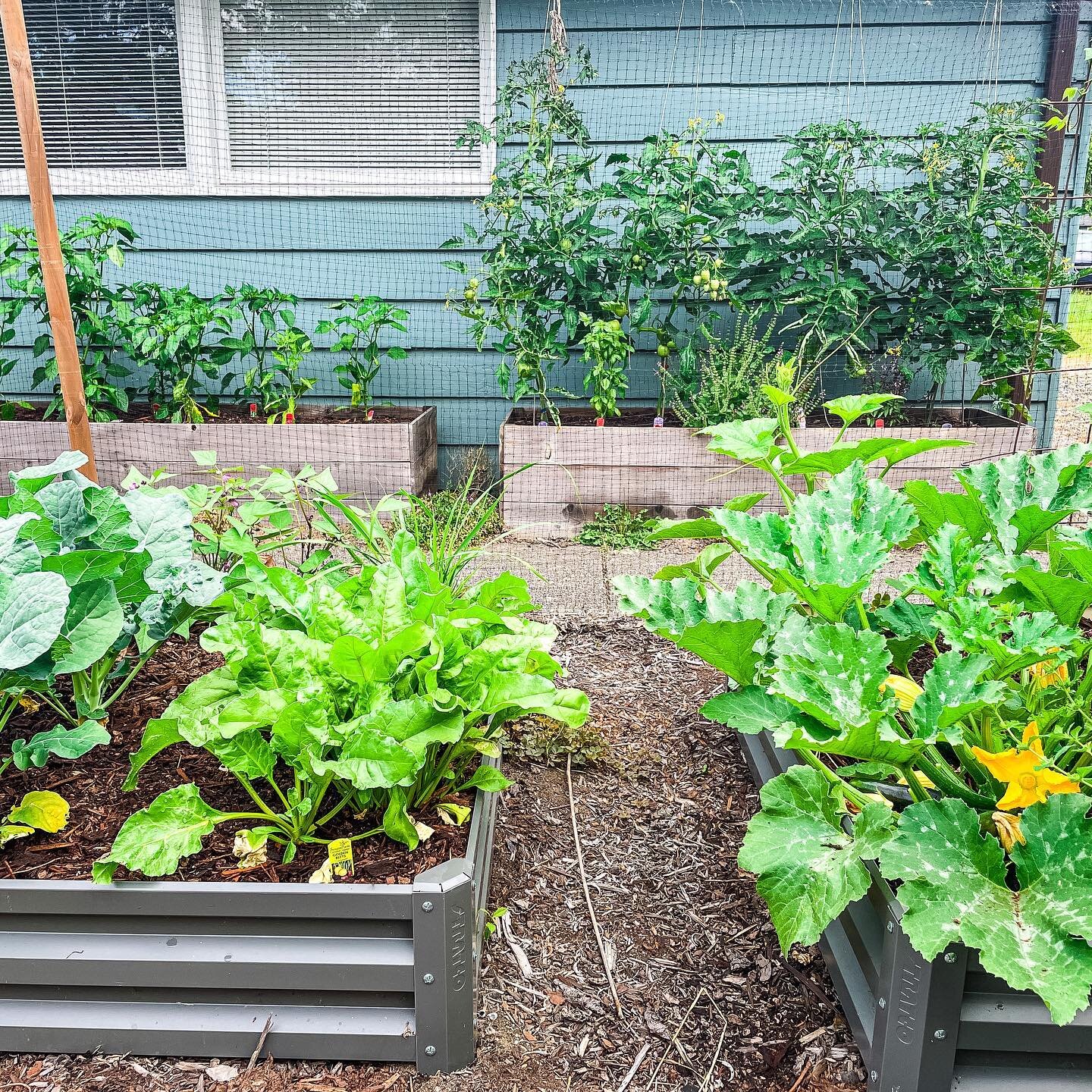 Happy garden 😍 

Secret ingredient? Bunny poop 🐰 

We&rsquo;ve got a fun trade going on with some friends, their bunnies get garden scraps, we get bunny poo! I swear my garden grew 6 inches overnight once we started adding this. 

Nature is pretty 