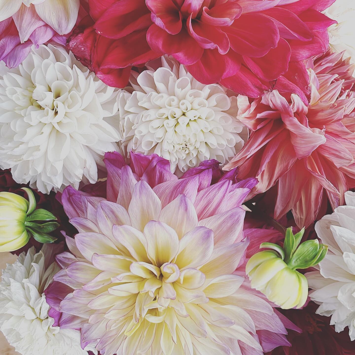 Seriously&hellip;these office flowers are brightening up this cloudy day. 

#lifeismedicine #naturedecorations #freshflowers #flowersmakemesmile #bringjoy #happyoffice