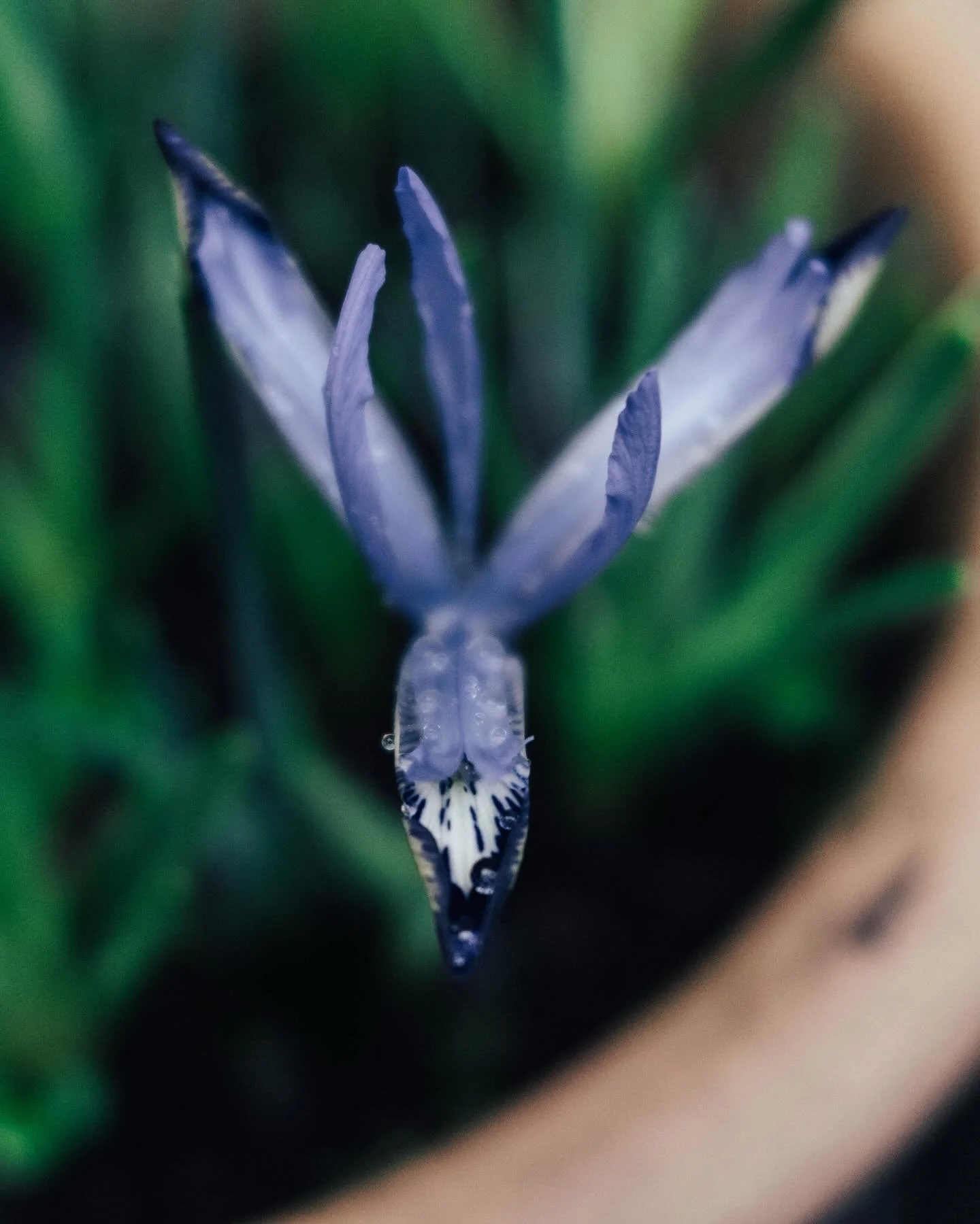 The first Iris is blooming in the garden, and I&rsquo;m so excited that Spring is finally starting! 

I planted SO many bulbs over the autumn and winter months, and I can&rsquo;t wait to see them all bloom. It&rsquo;s going to be an explosion of colo