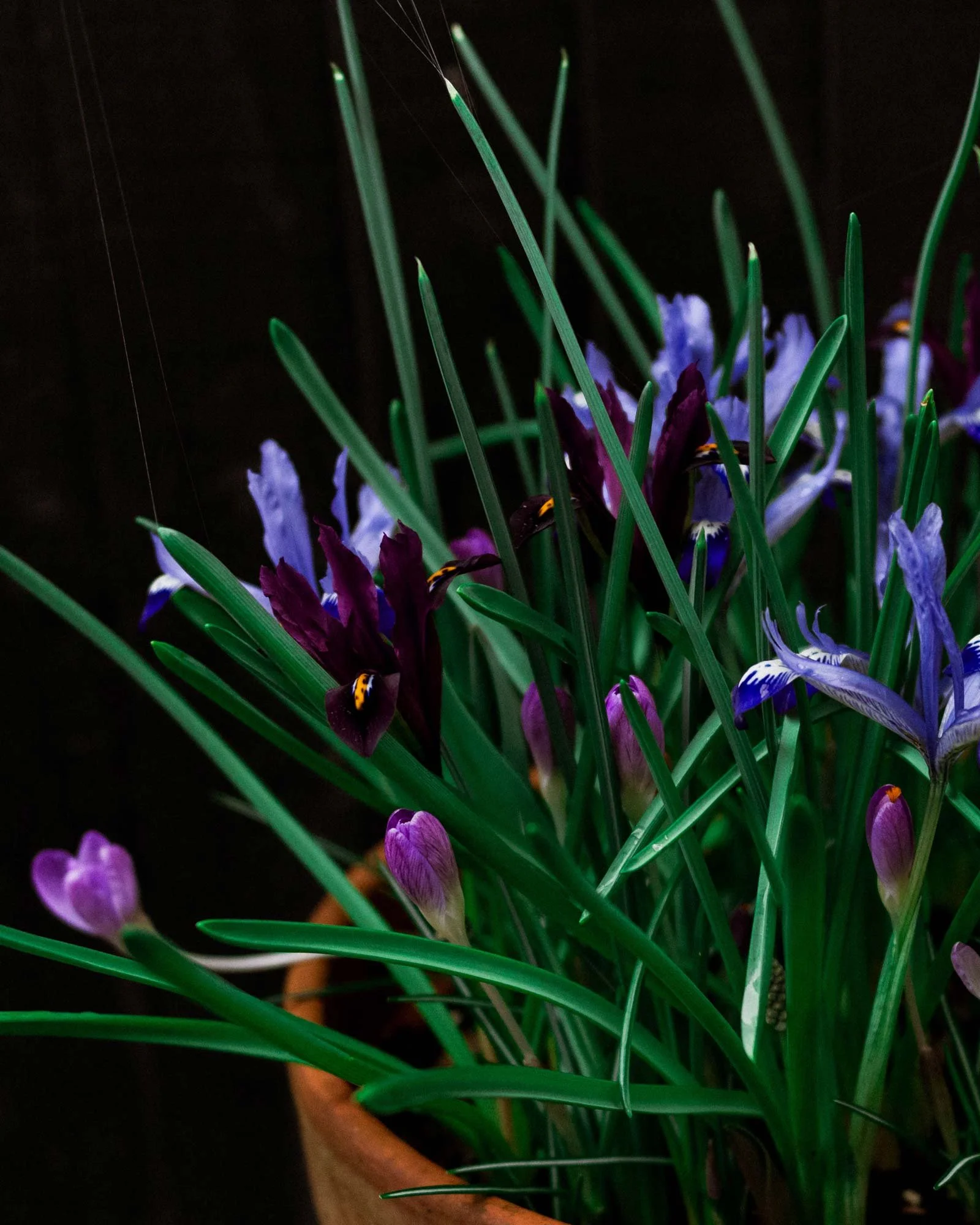 Irisandcrocus_patterndesignersgarden_holliequinn.jpg