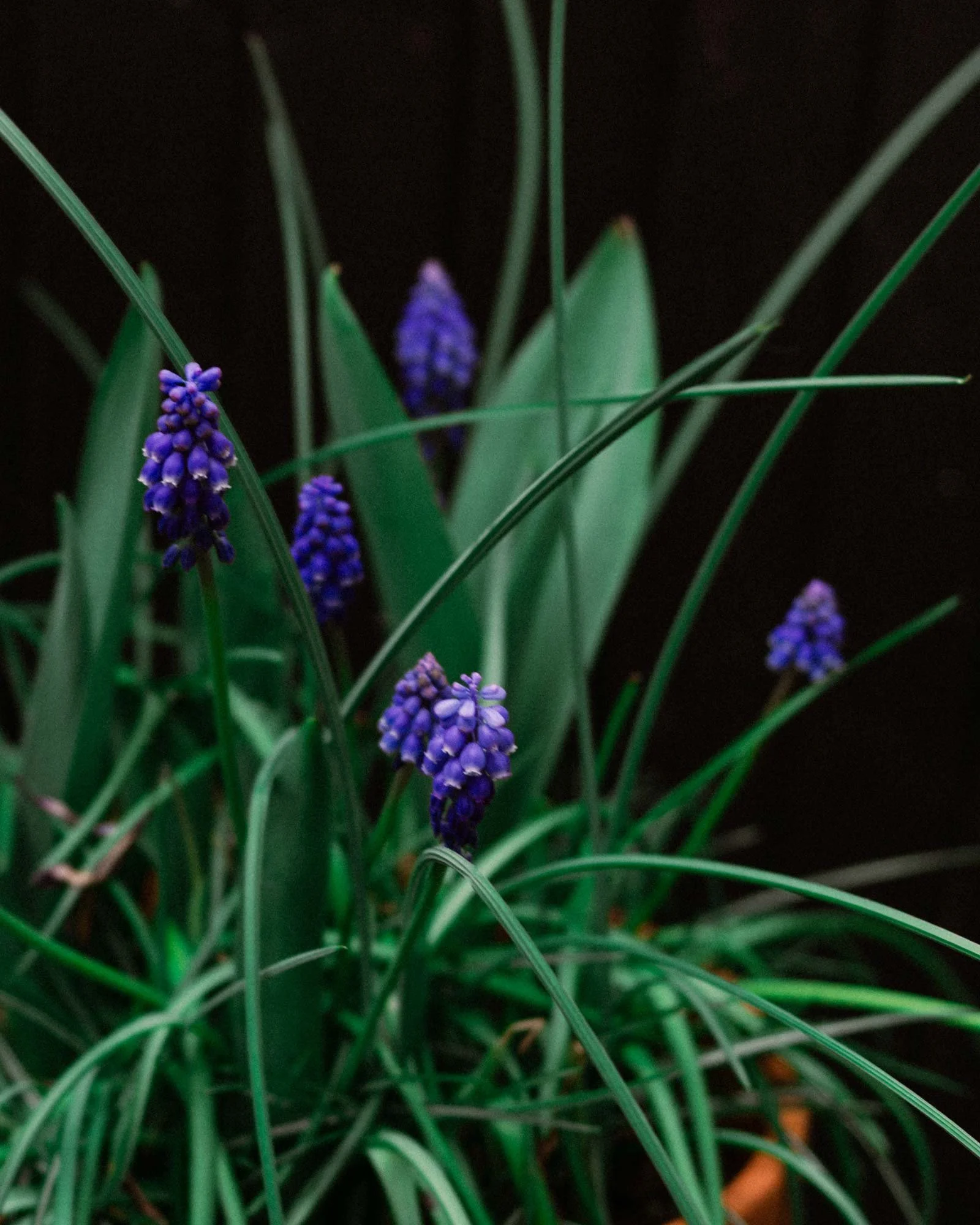 muscari_inapatterndesignersgarden_holliequinn.jpg
