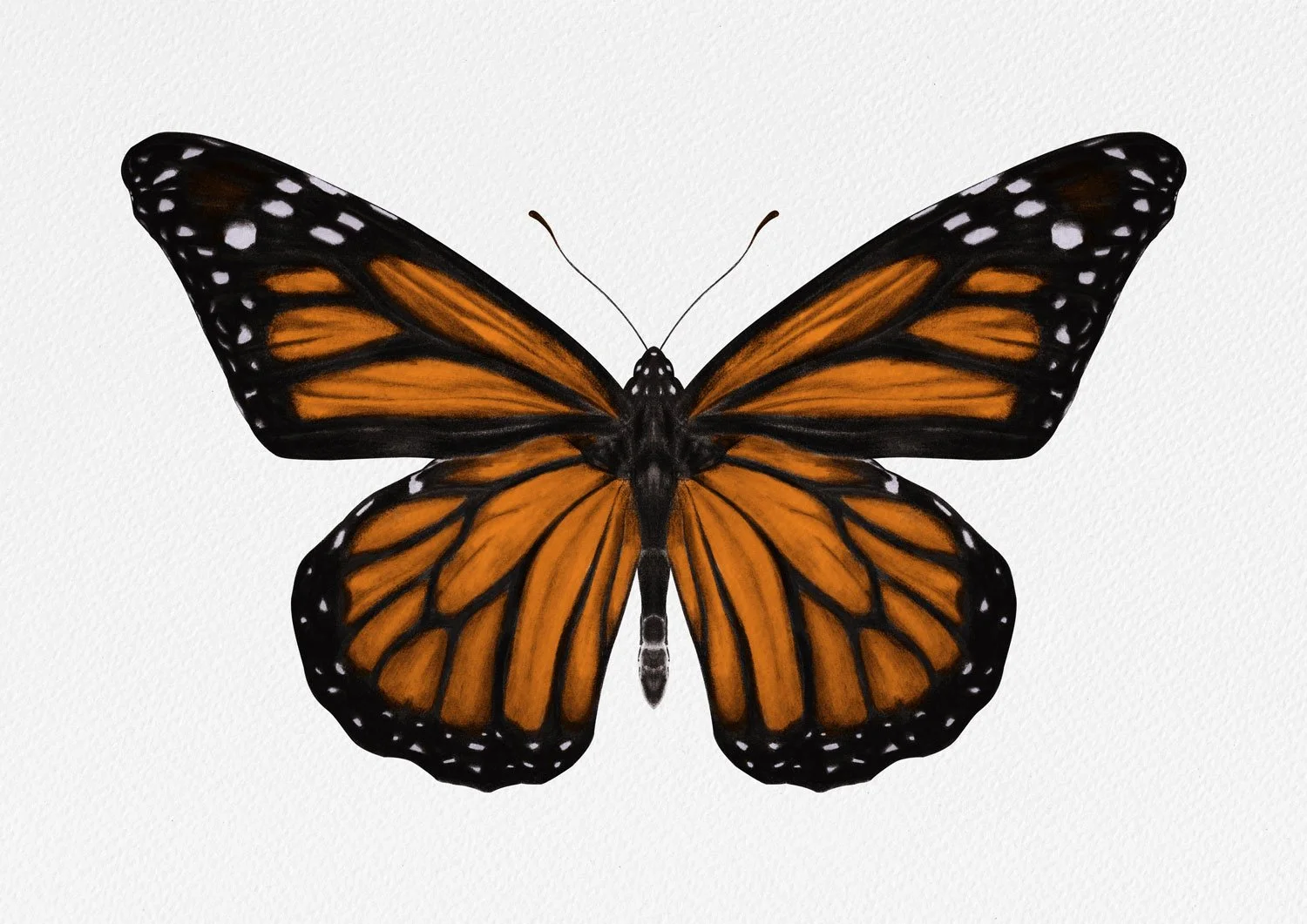 Charcoal drawing of a Monarch Butterfly by Hollie Quinn