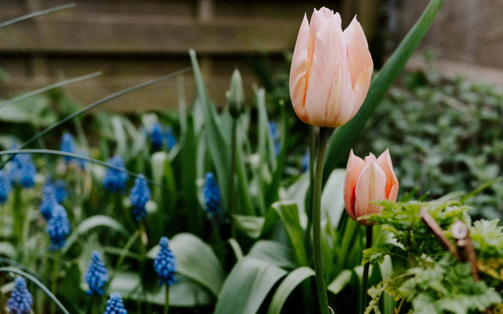 Peach Tulip and Blue Muscari flowers, in a surface pattern designers garden