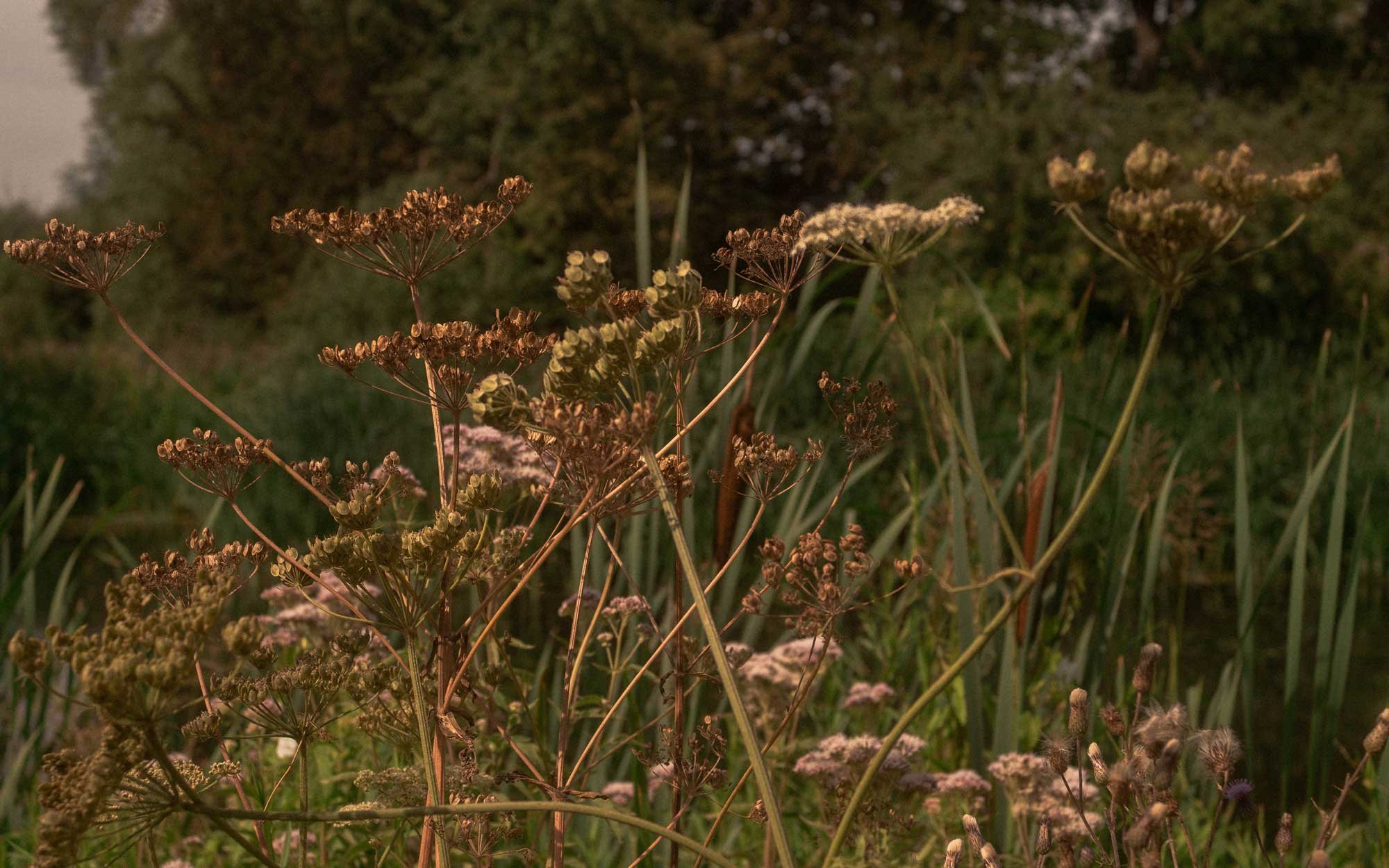 Wildflowers growing along a riverbank in the English countryside, with soft pinks, greens and natural textures.