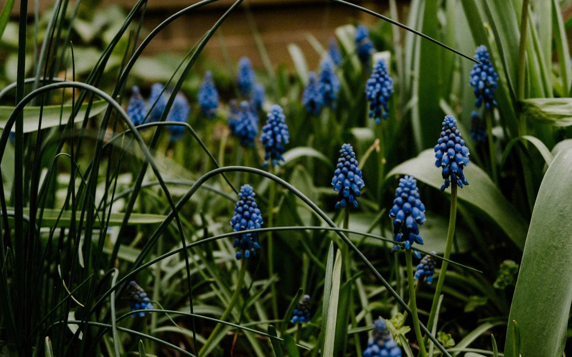 Muscari flowers blooming this month in pattern designer Hollie Quinn's Essex garden.