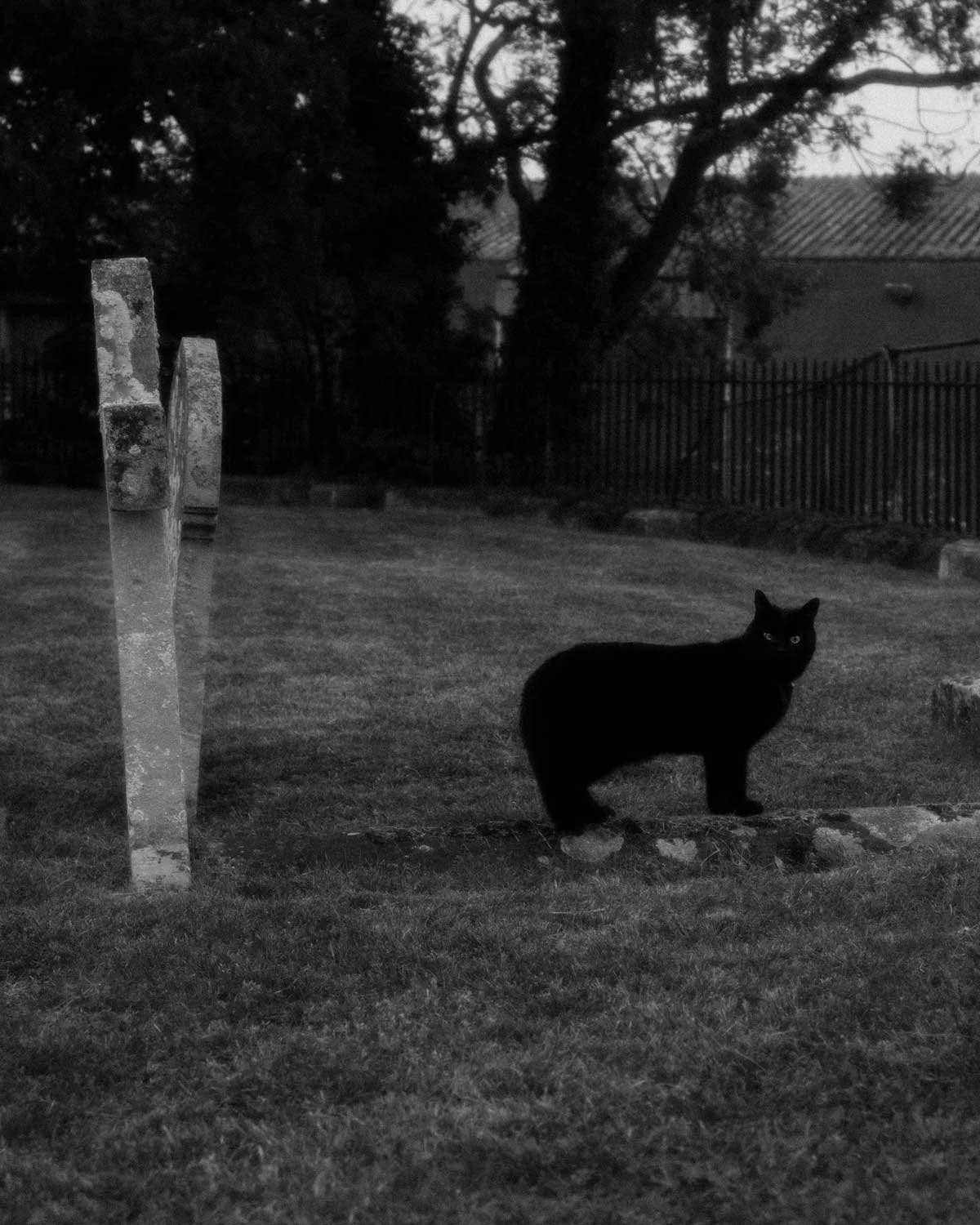 A black and white photograph of a black cat standing on top of a grave in Mistley Towers graveyard