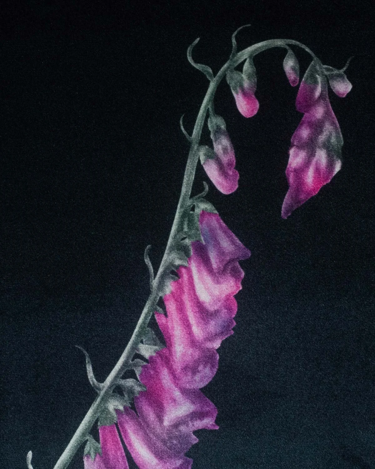 Foxgloves_VelvetWallhanging_HollieQuinn_5.jpg