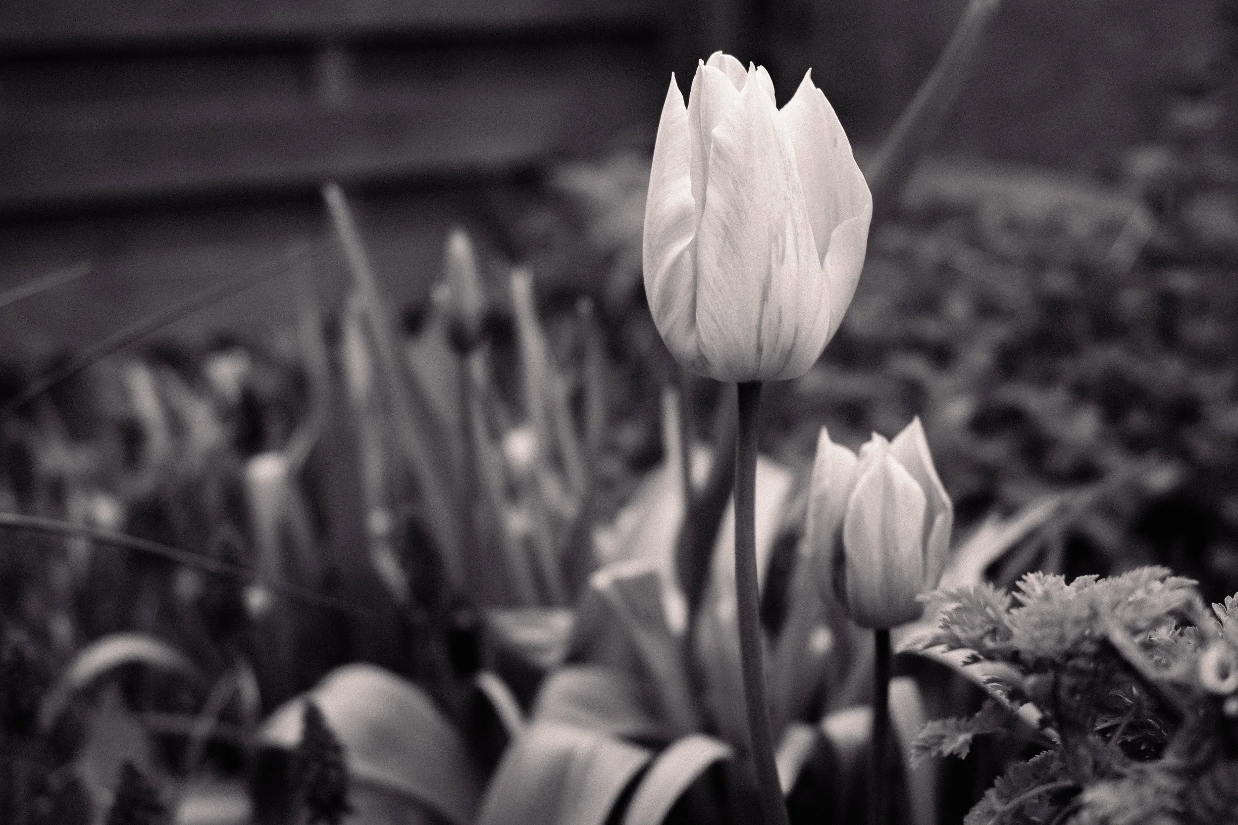 Black and White image of Spring Tulip Flowers from Hollie Quinn's garden.