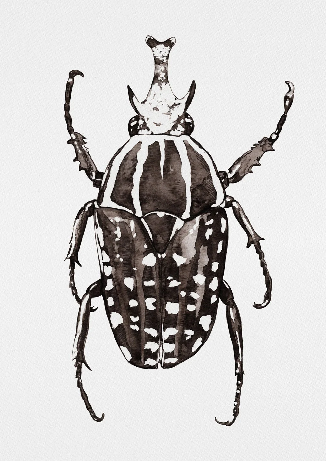 Black and white ink illustration of a Goliath beetle