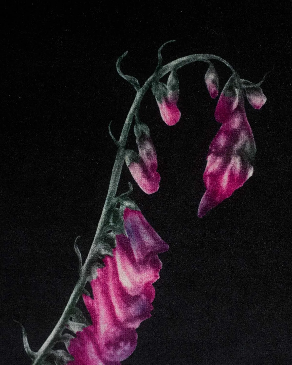 Foxgloves_velvetartprint_HollieQuinn_6.jpg