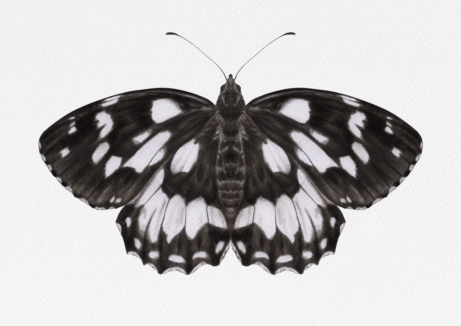 Charcoal drawing of a Marbled White Butterfly by artist Hollie Quinn