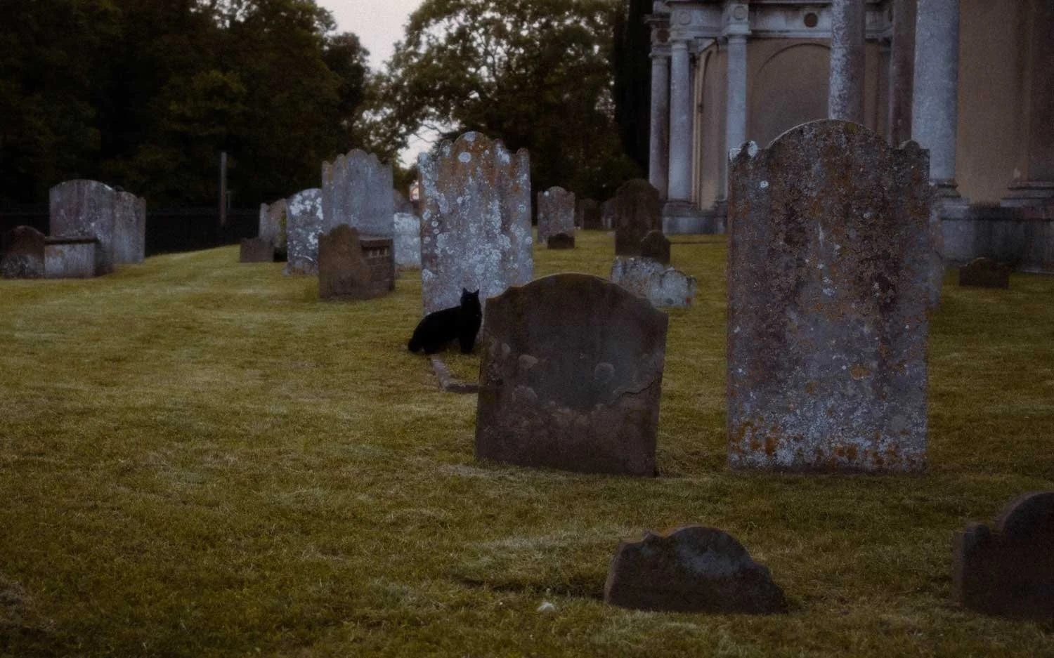 Black cat standing on a grave in Mistley Towers graveyard