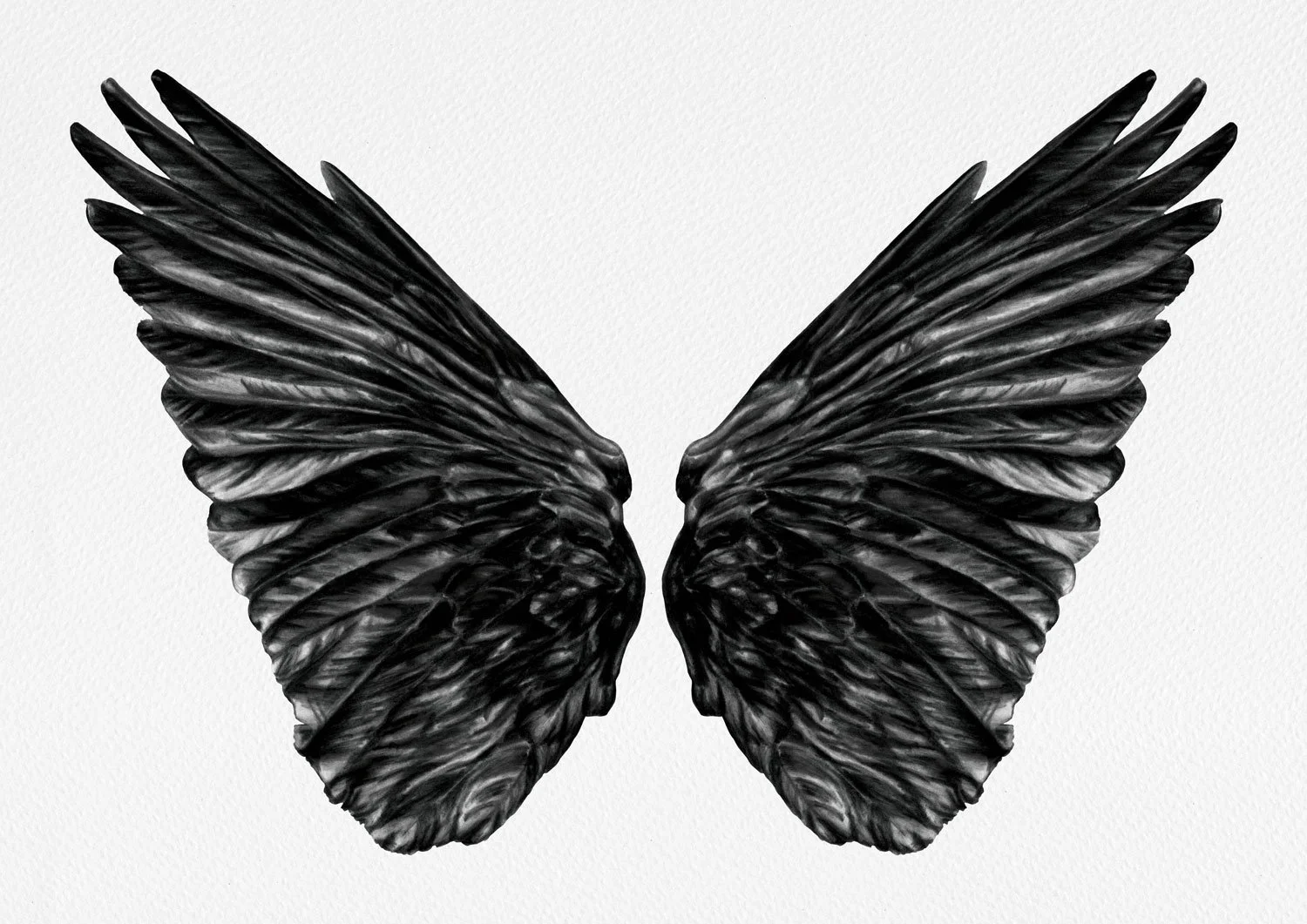 Charcoal drawing of pair of Jackdaw wings