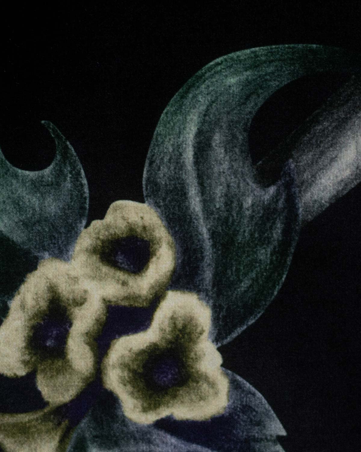 Crossbones_Velvetartprint_HollieQuinn_3.jpg
