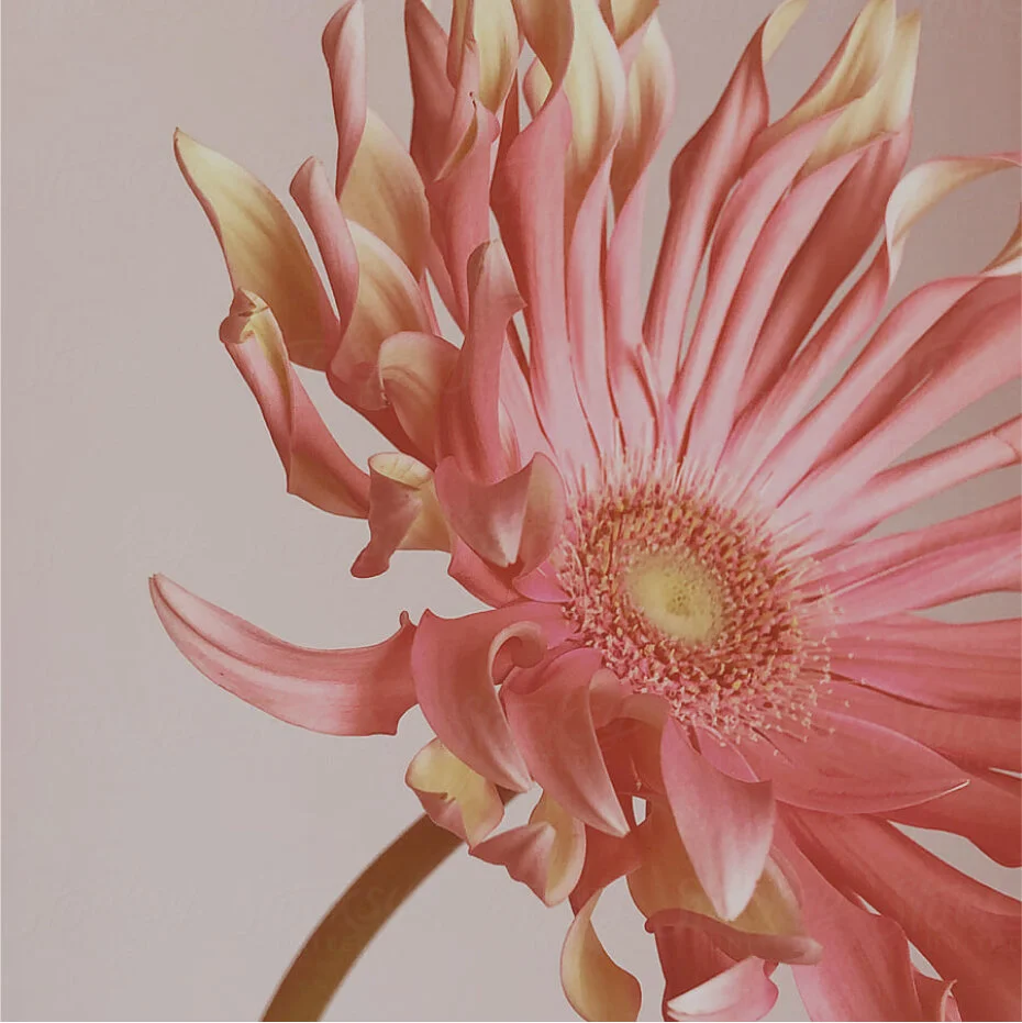 Flor de cor rosa, com pétalas longas e finas, em fundo claro