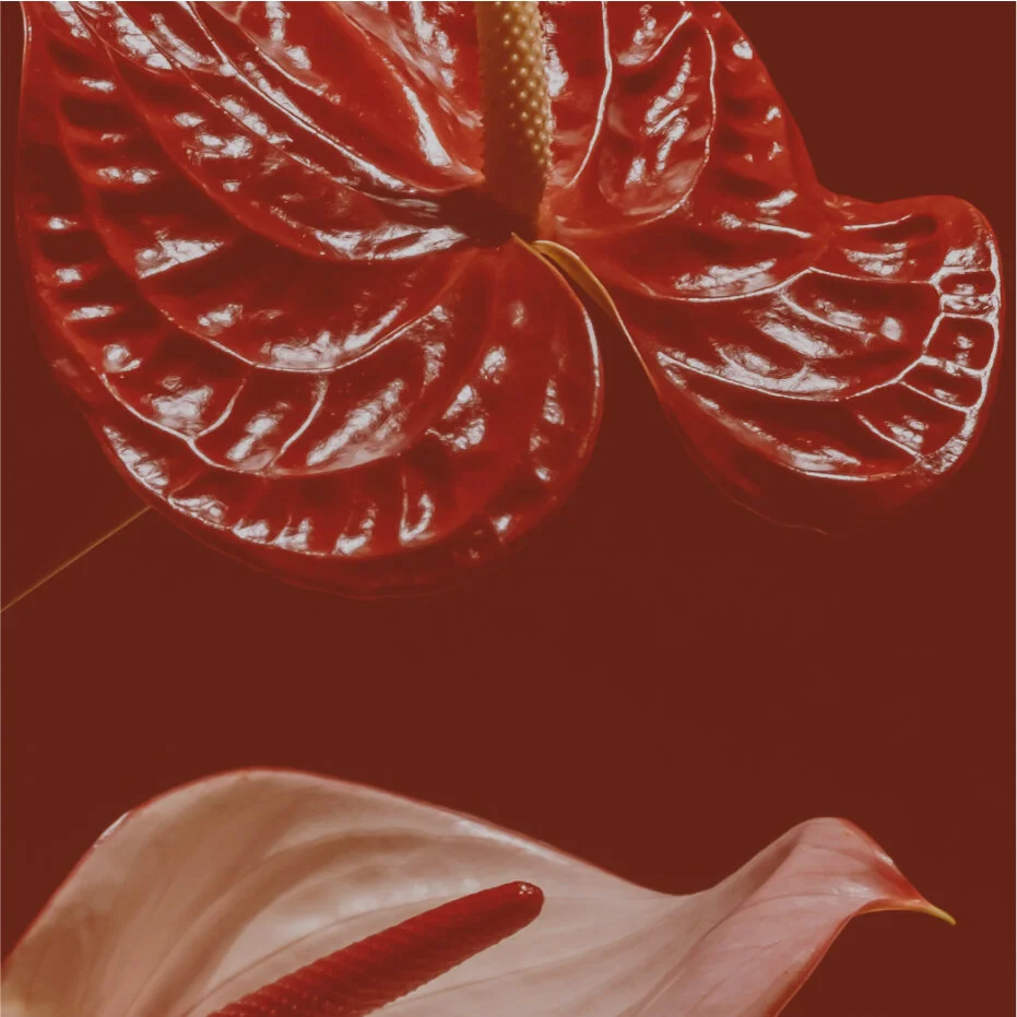 Folhagem de plantas Tropicais, destacando uma folha de anthurium vermelha brilhante com uma espiga de pikok no centro, sobre fundo vermelho escuro.