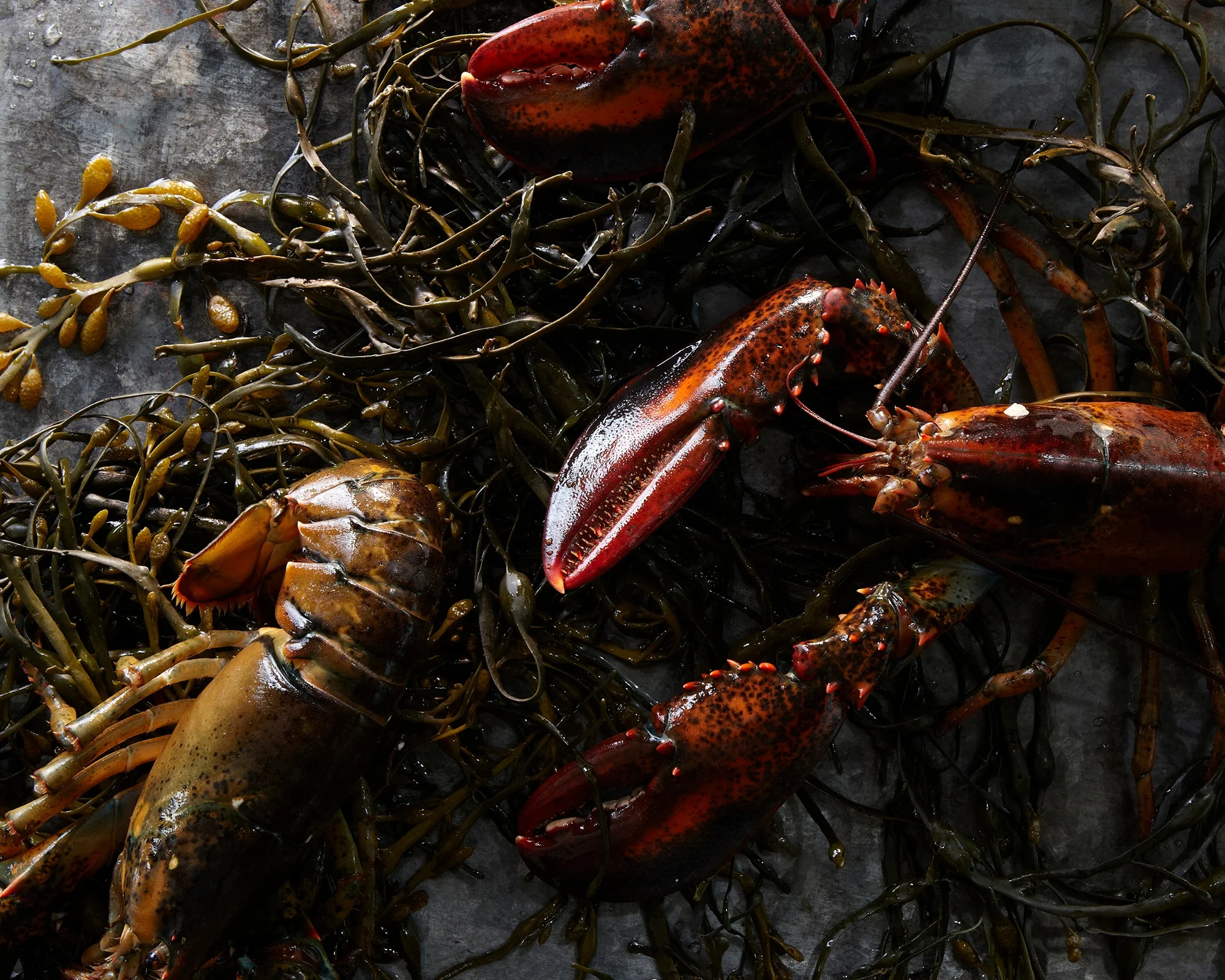 59_E_LobsterAmericane_v2-496.jpg