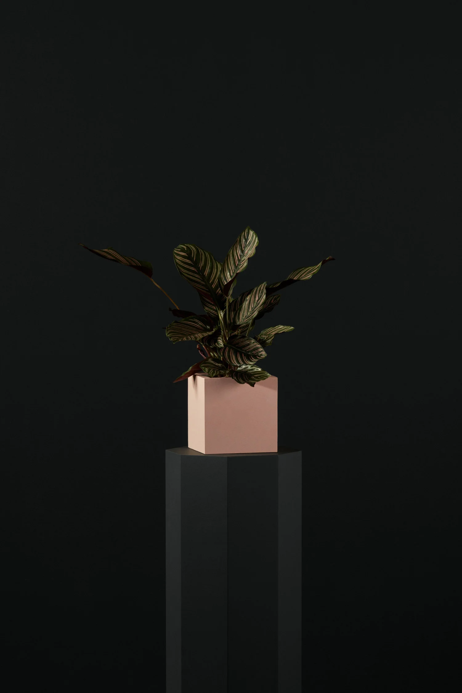 Maranta rosa